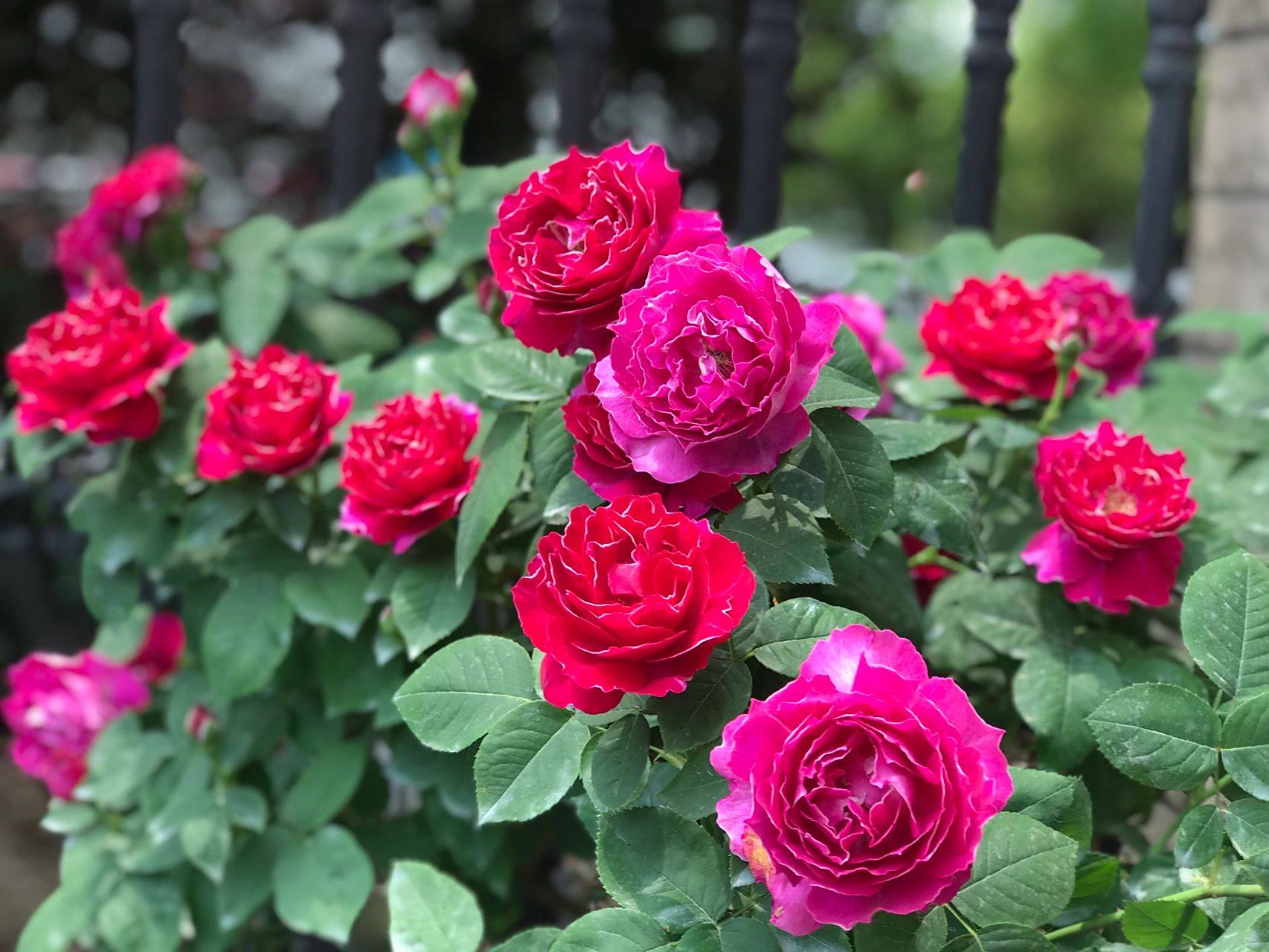 月季棒棒糖紫袍玉带 今年的紫袍玉带颜色偏玫红,颜色不那么好看了.