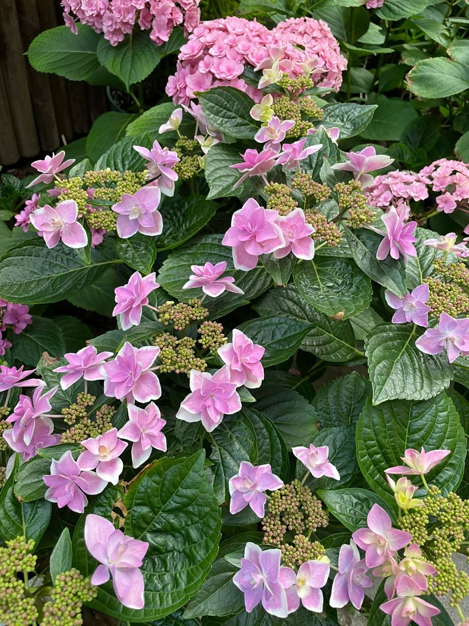 平顶绣球:星星糖 去年没有调蓝,星星糖是蓝紫色的超级好看,今天调蓝了