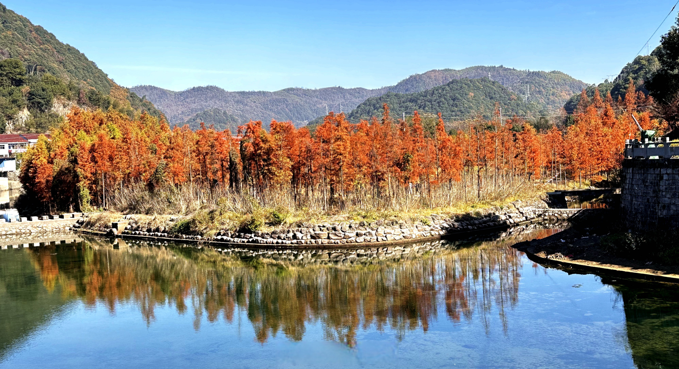 【余姚这片池杉林真好看】#美丽宁波# #连通区县# 在余姚市陆埠镇袁马