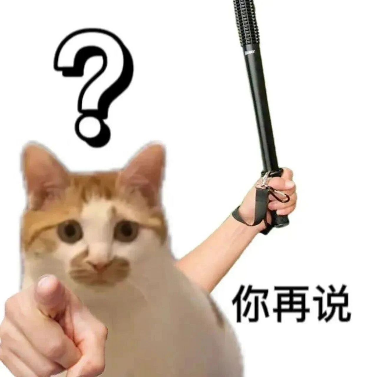 表情包分享|怼人小猫在线威胁 今天是乱七八糟分享的一天,闪萌表情里