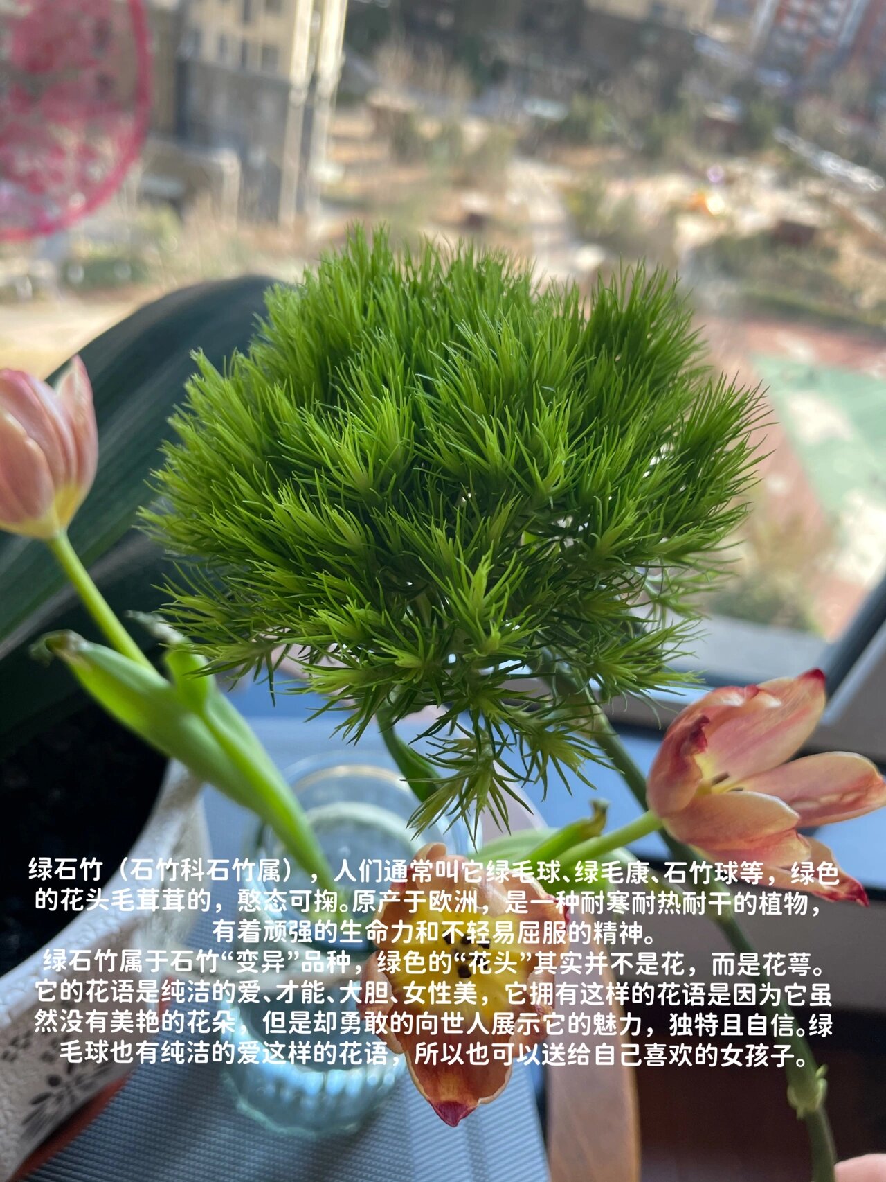 绿石竹球花语图片