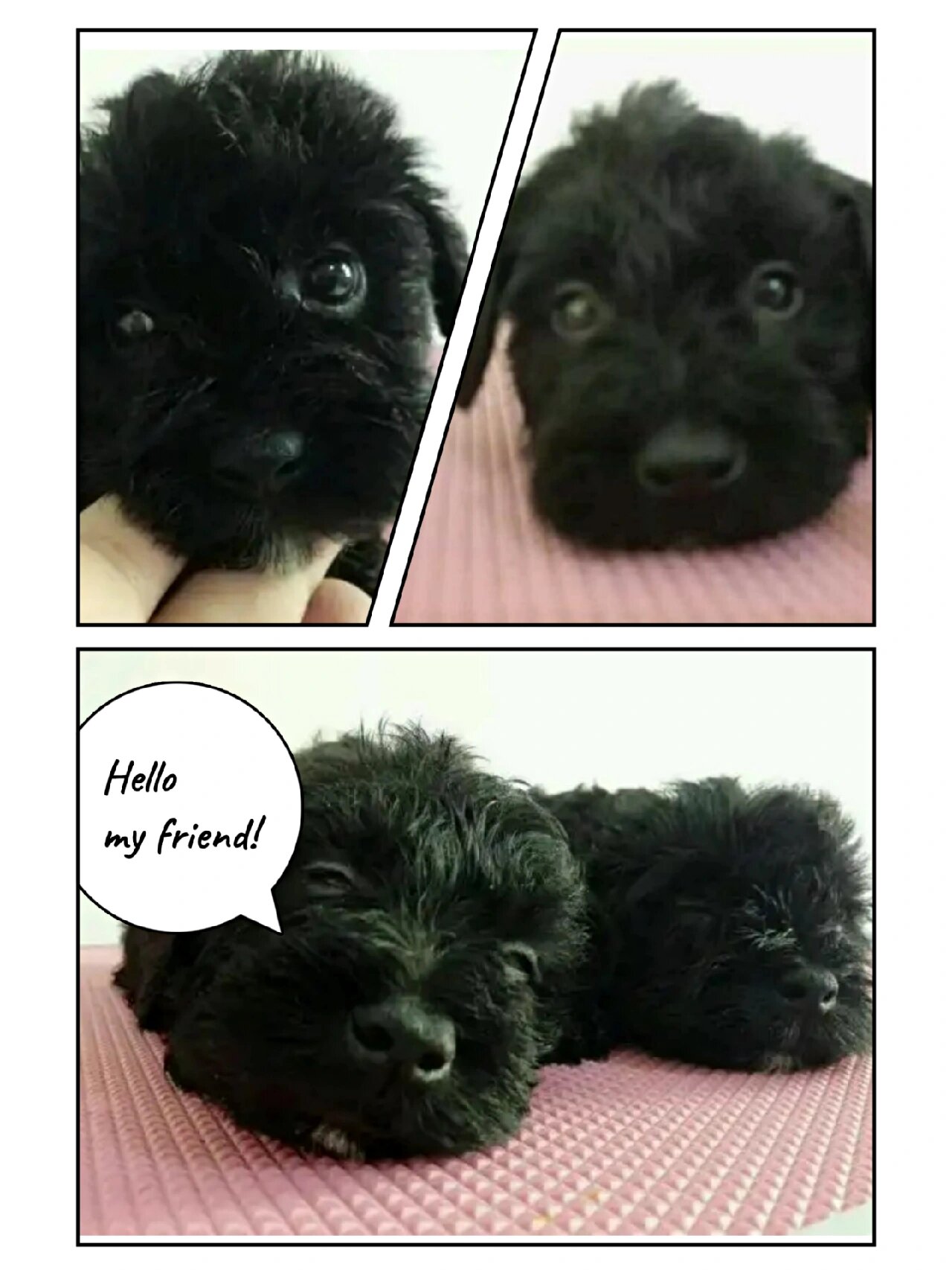 黑色迷你雪纳瑞你需要知道更多! 嗨.大家好.我是慕慕.