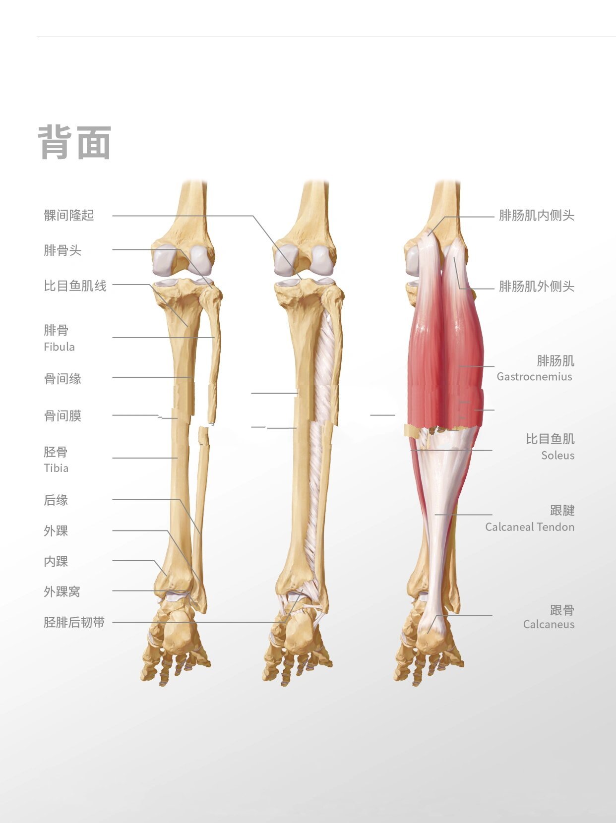 小腿部分图解图片