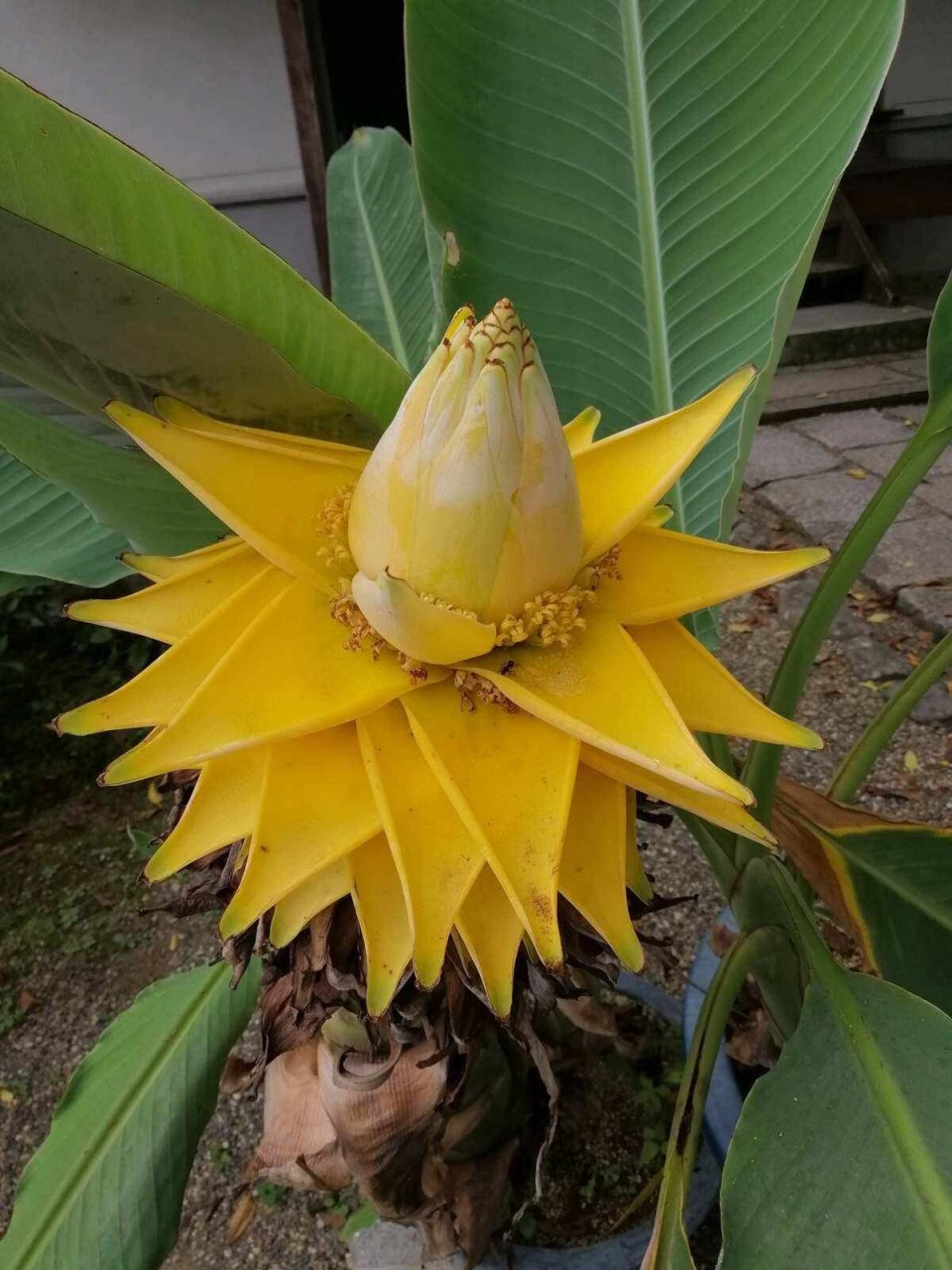 佛教圣花(地涌金莲) 滇中有奇葩 高不盈数尺 碧叶如芭蕉 假茎生荷花