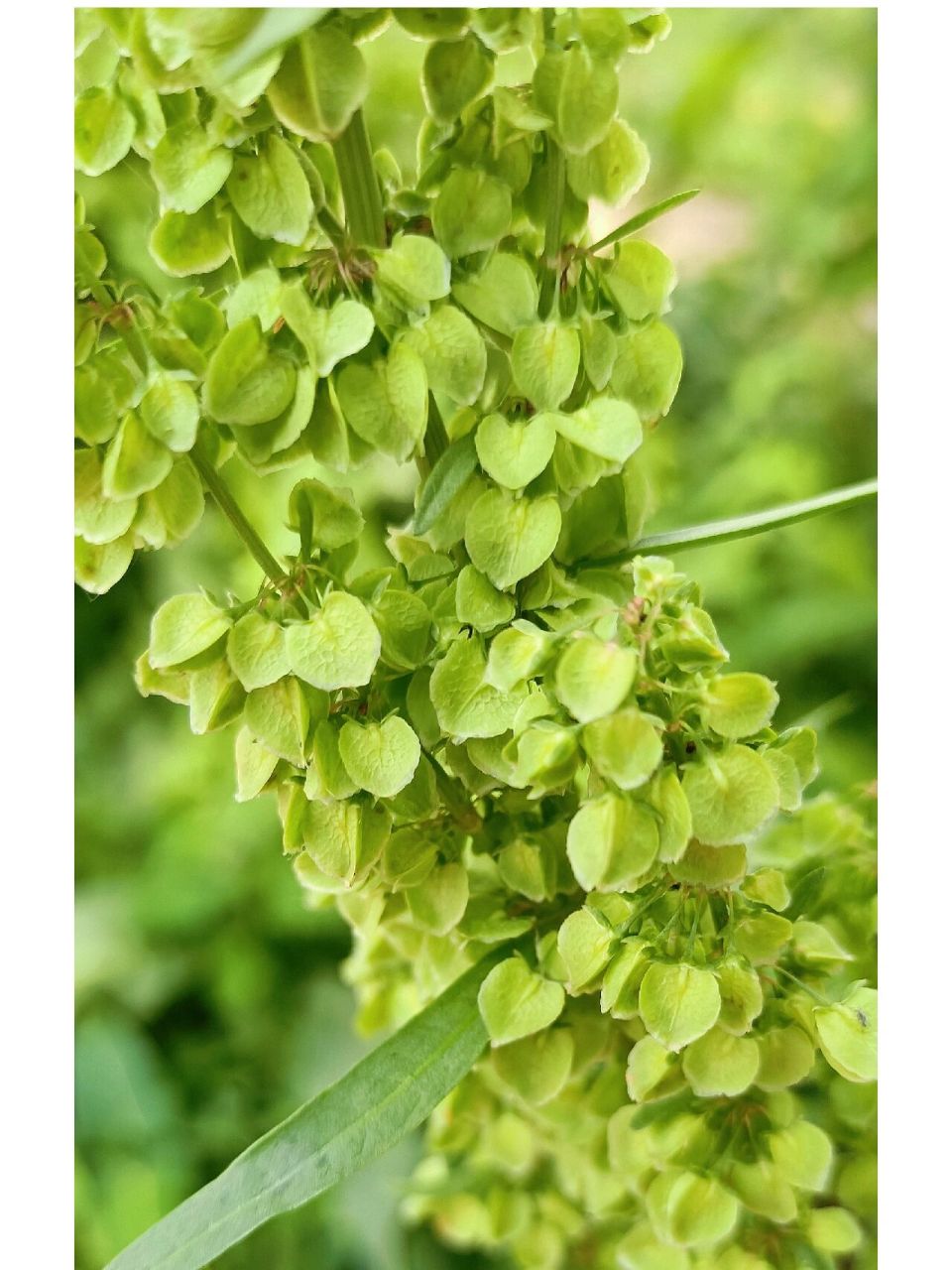 杨铁叶子 杨铁叶子植株高1米左右,茎粗壮,多数不分枝,有沟槽;基生叶有