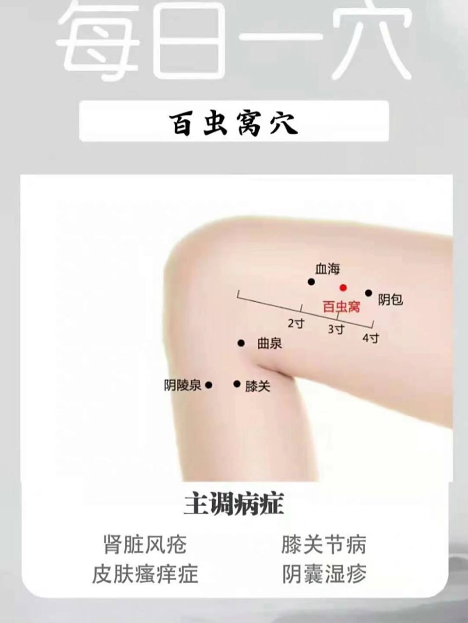 (此穴为双穴,左右各一) 98百虫窝穴99属经