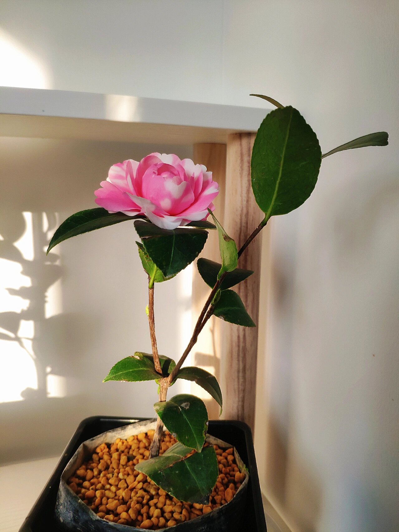 茶花 斑水屋 ‖小小花苞绽放 不知道为什么喜欢茶花 一年只开一次