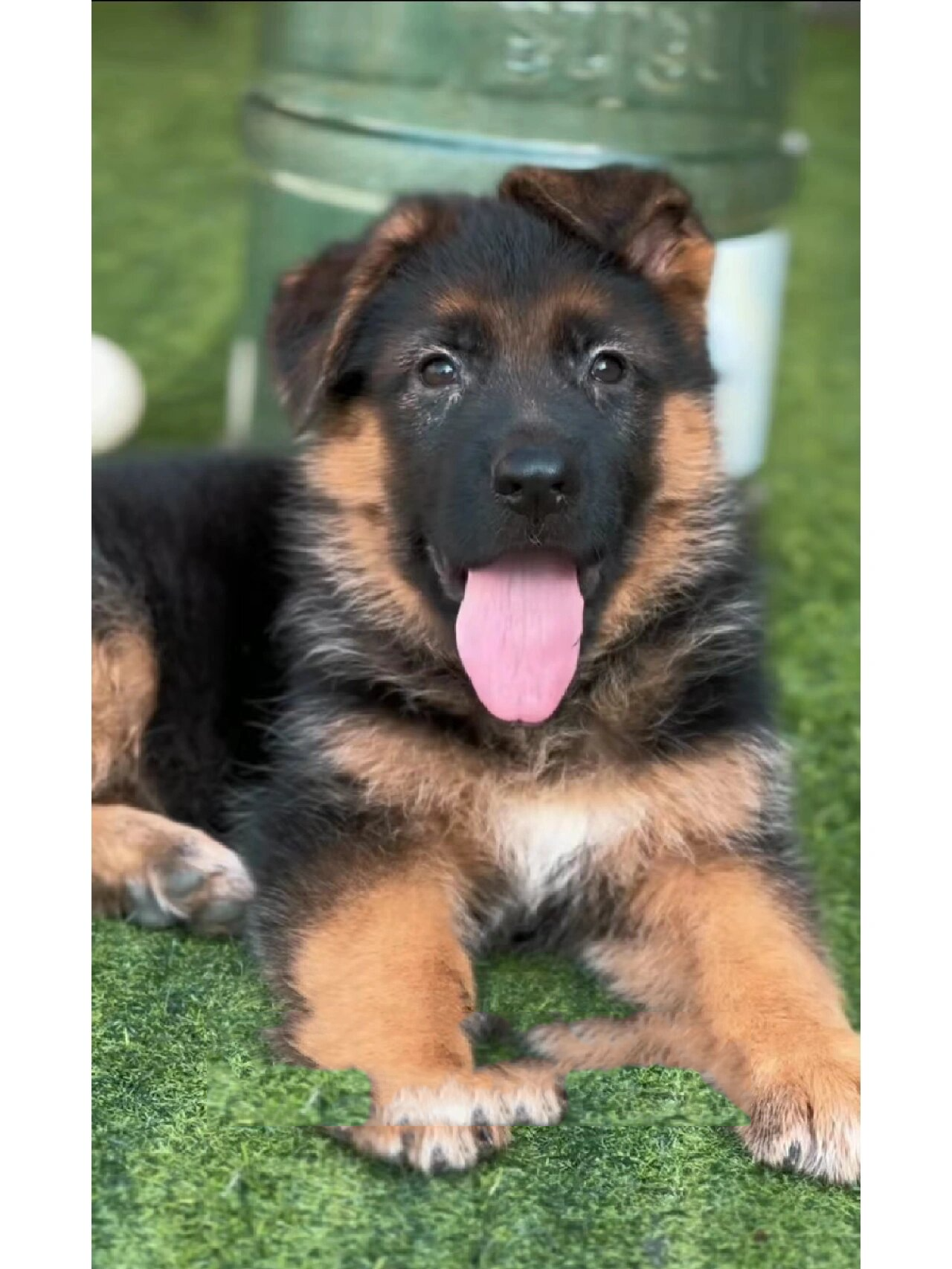 德牧 十二连冠军【保罗】后代展示 系【狼王辛巴血系】 2个月 姿态