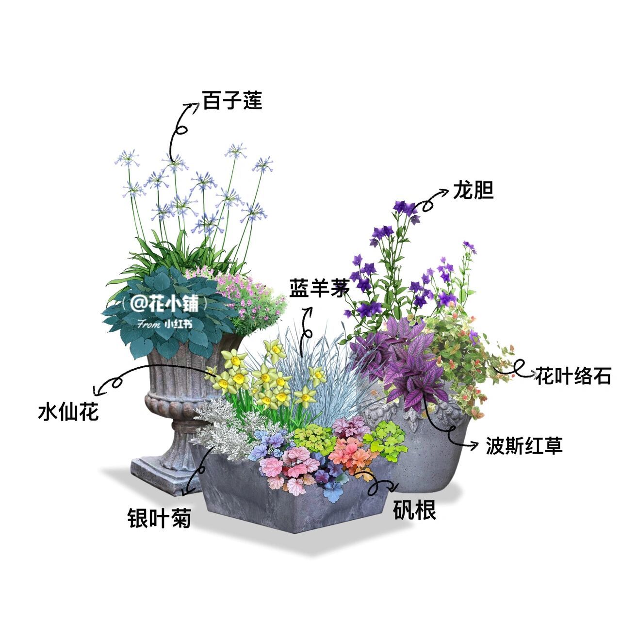 花坛设计及植物配置表图片