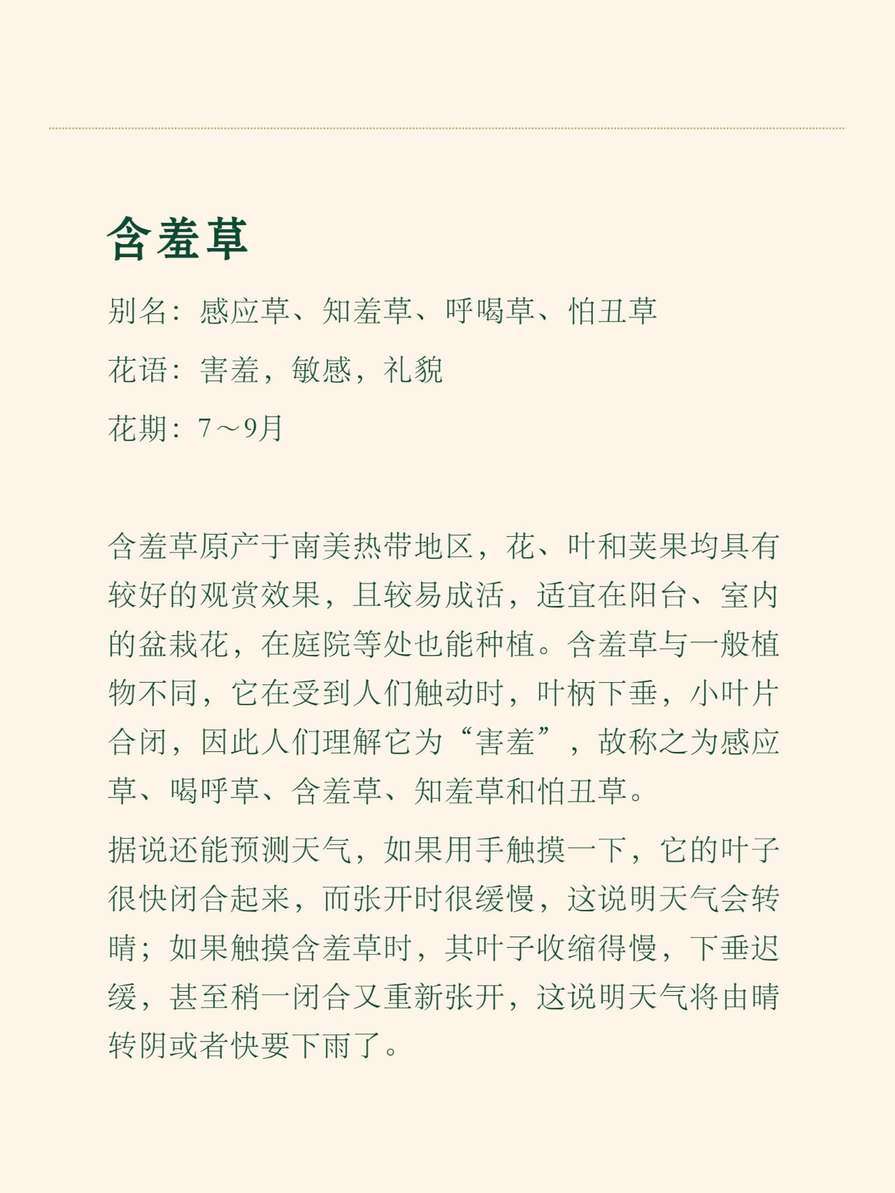 花语花事32-含羞草