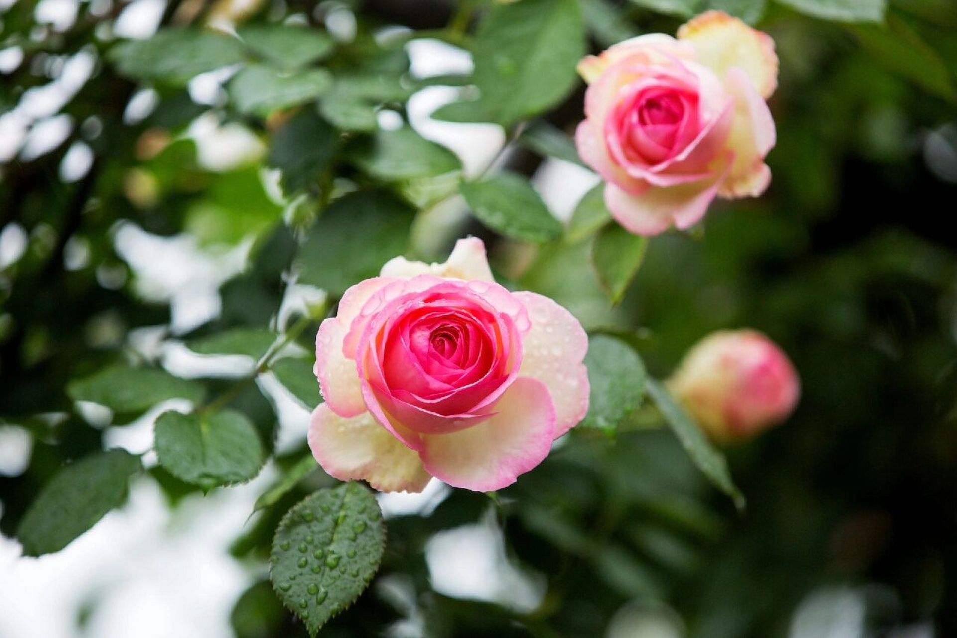 雨中的玫瑰就像刚出水芙蓉,水水嫩嫩的,格外迷人