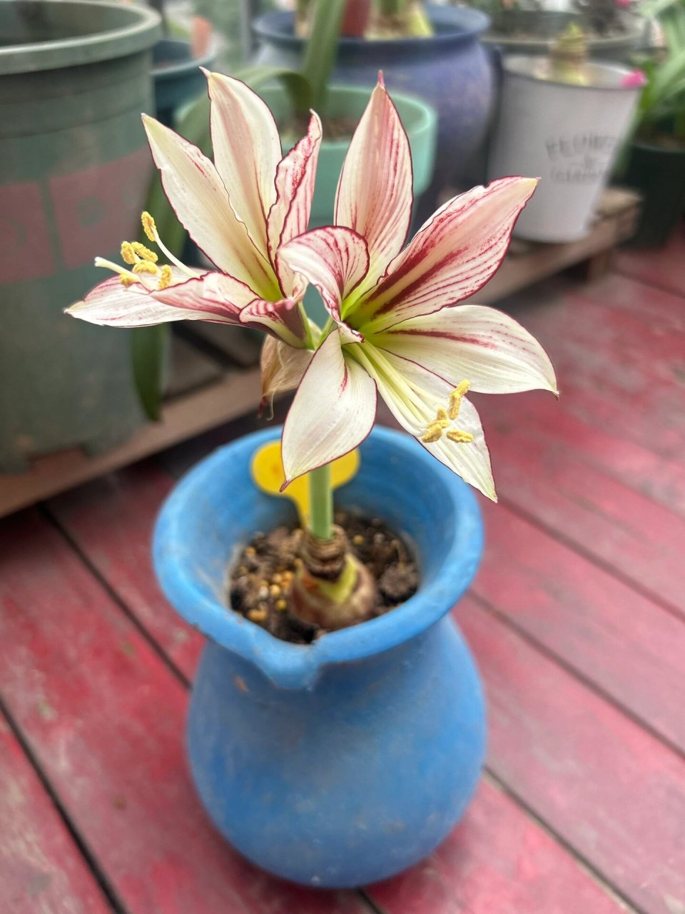 朱顶红-蜻蜓06,唯美灵动的品种-开花图9393 朱顶红-蜻蜓,灵动