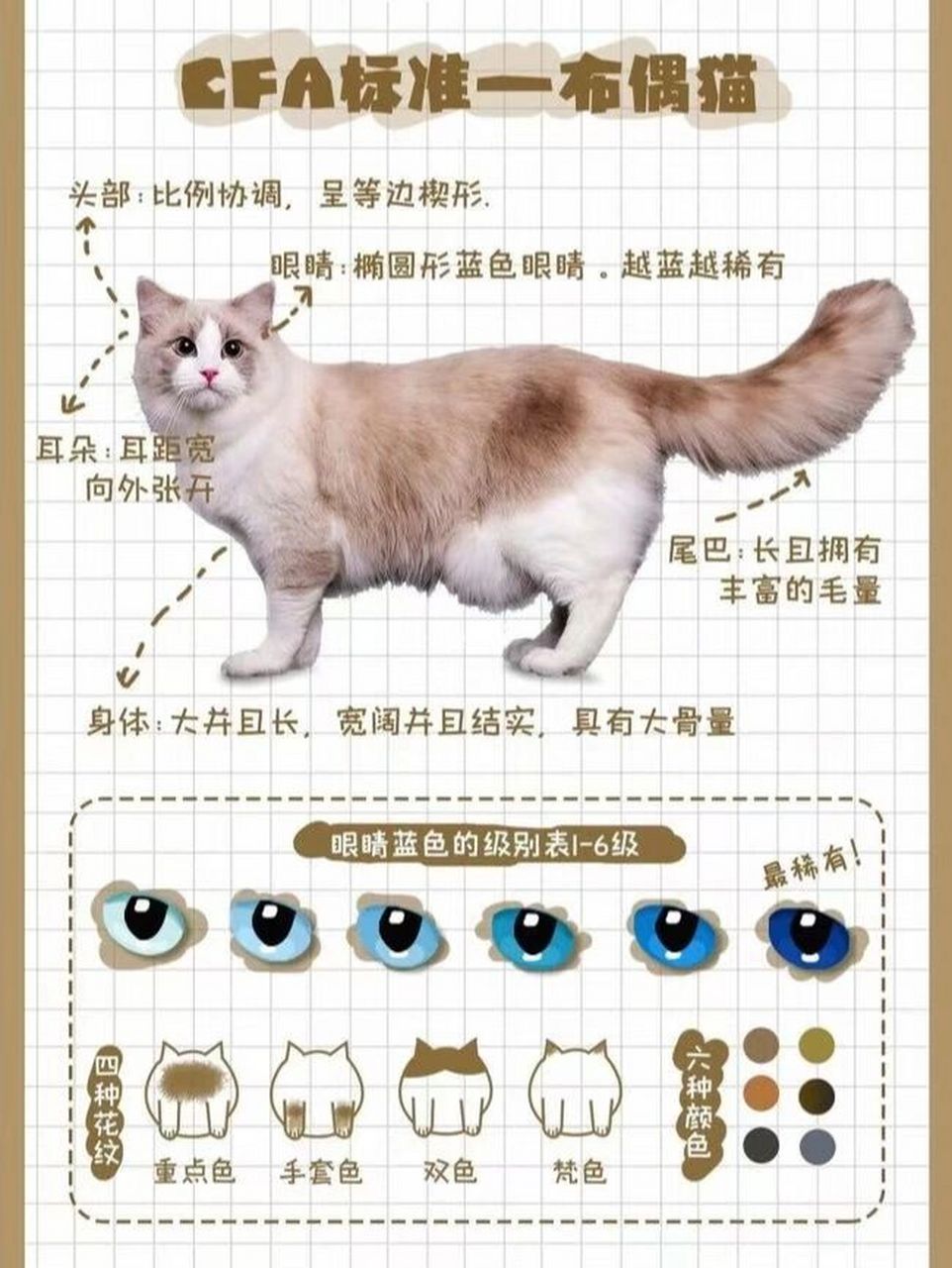 布偶猫怎么看品相图解图片