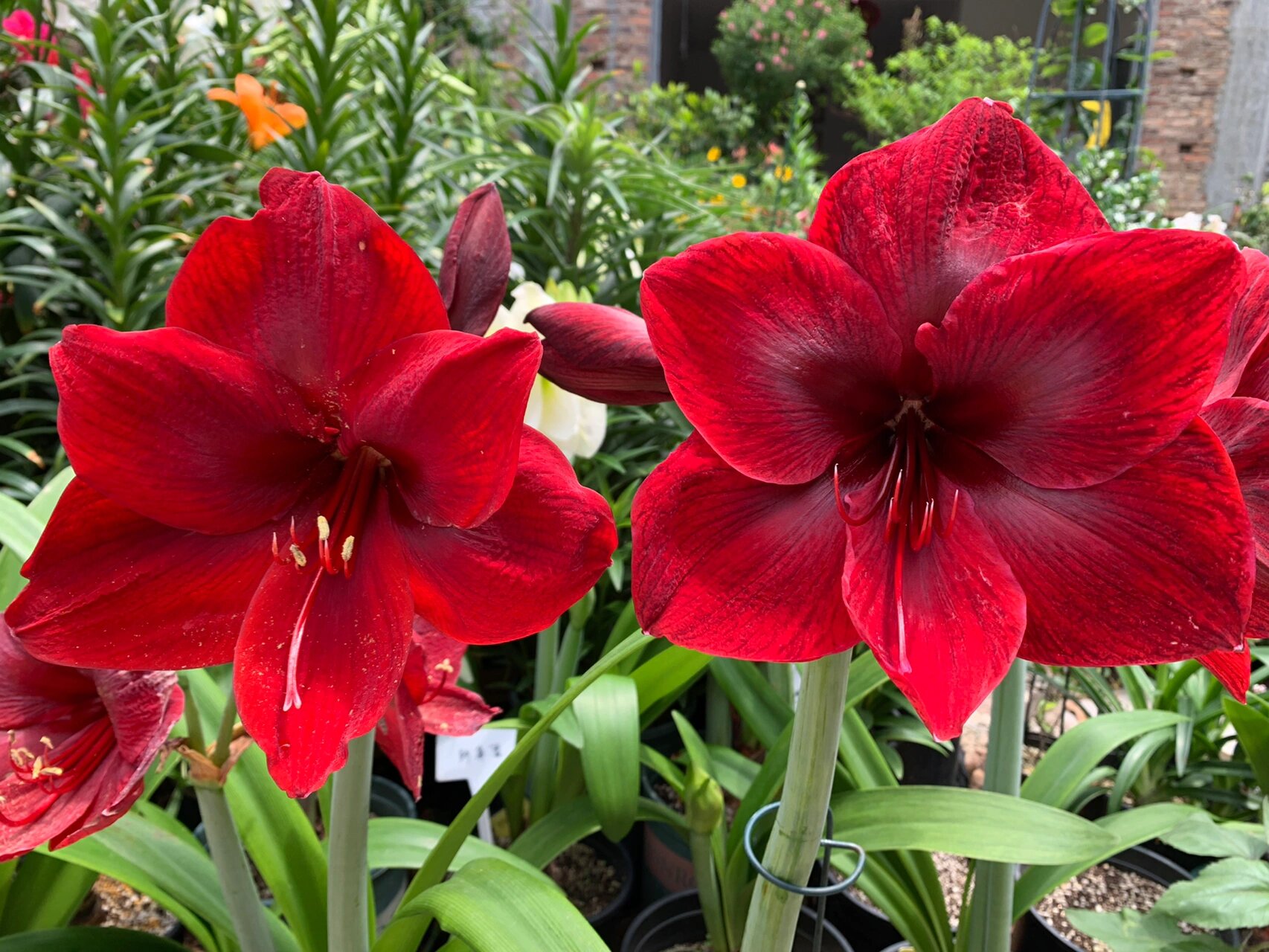 朱顶红卡门&黑天鹅,黑天鹅更迷人. 左边卡门,右边黑天鹅.