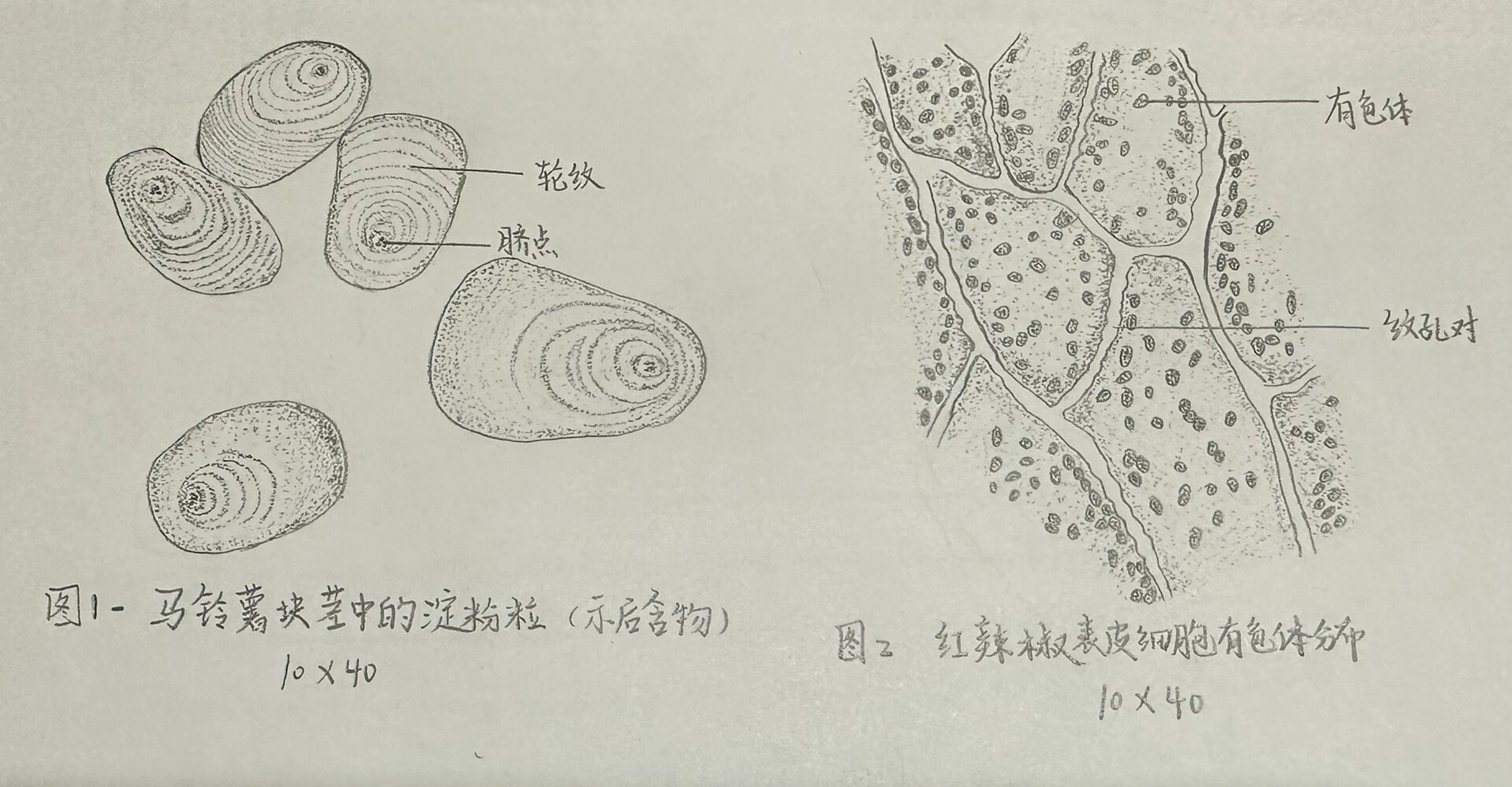 人体细胞结构图手绘图片