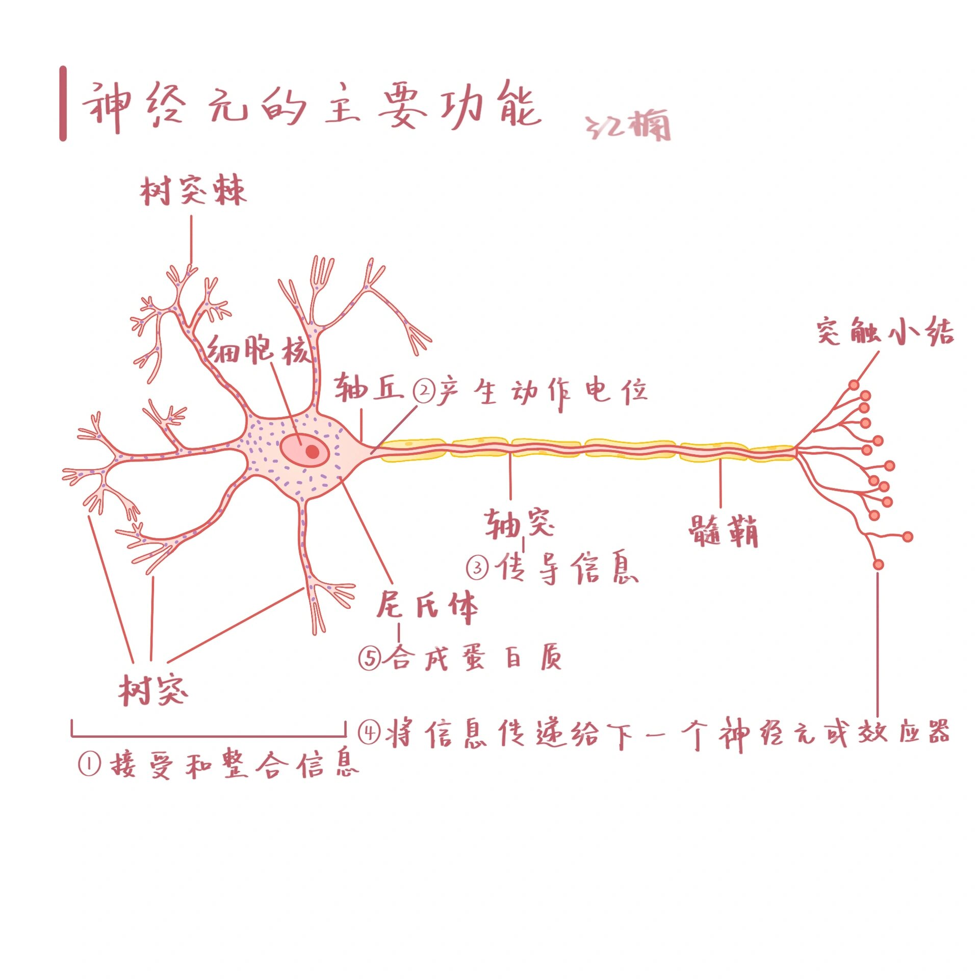 手绘-神经元结构及功能