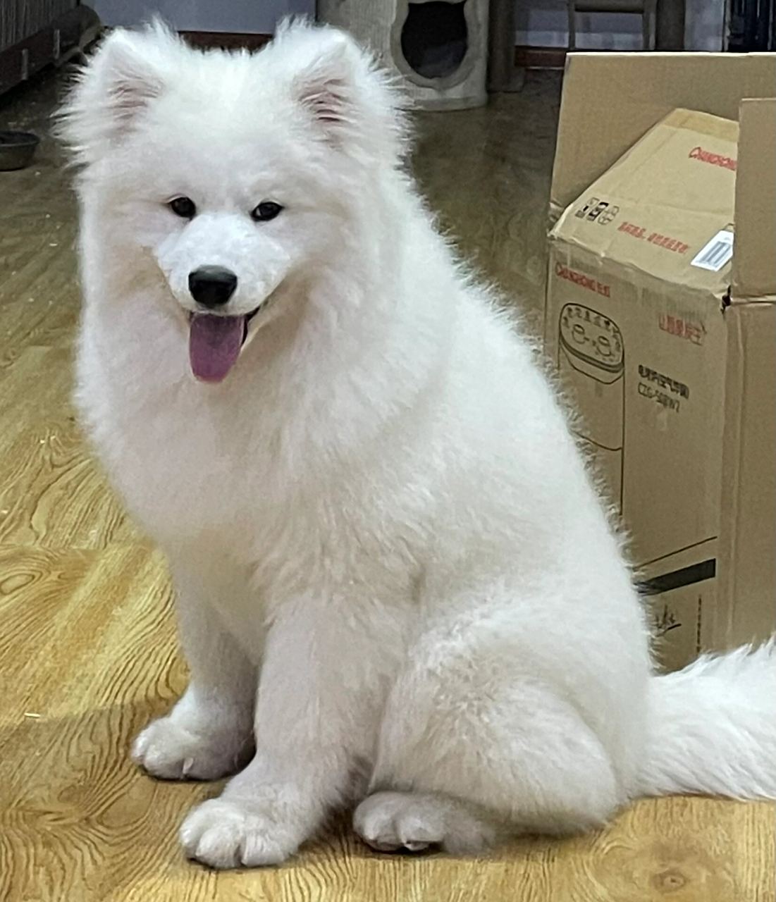 六个月熊版萨摩耶弟弟 展示