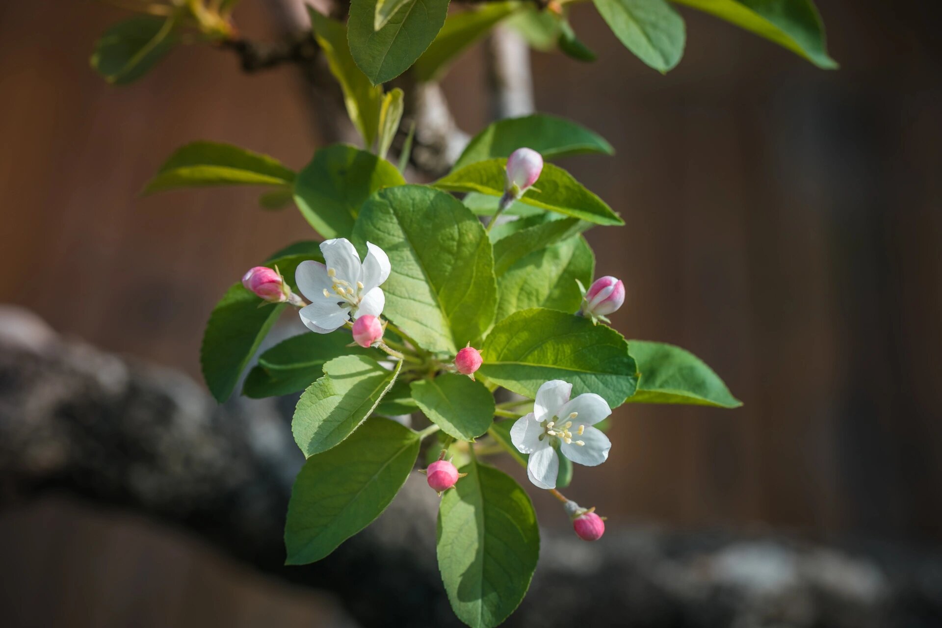 深山海棠古桩,老树下冒出的精灵 阳光乍现在阴雨连绵的缝隙中,粗糙的