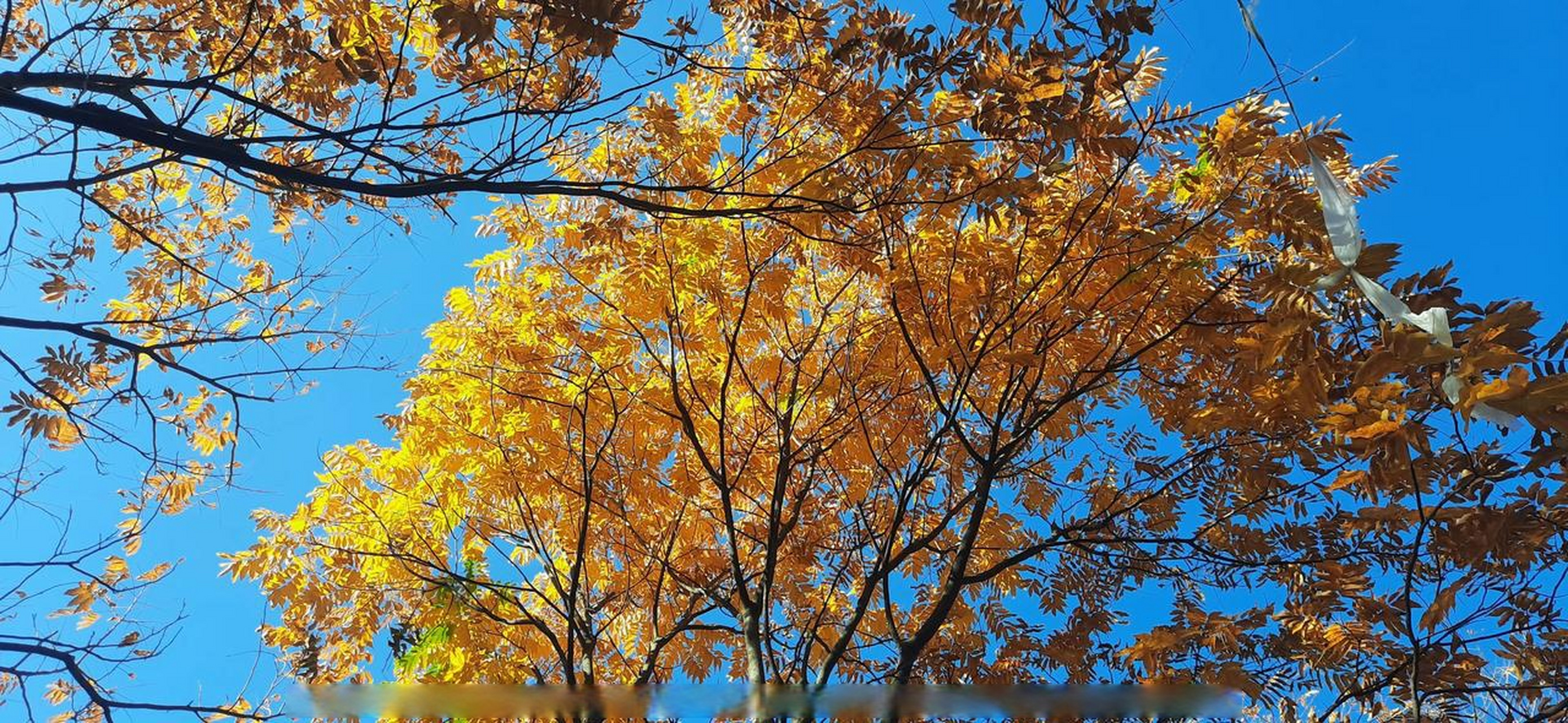 无患子的秋色也很美,不逊于银杏.这几年价格也在逆势上涨.