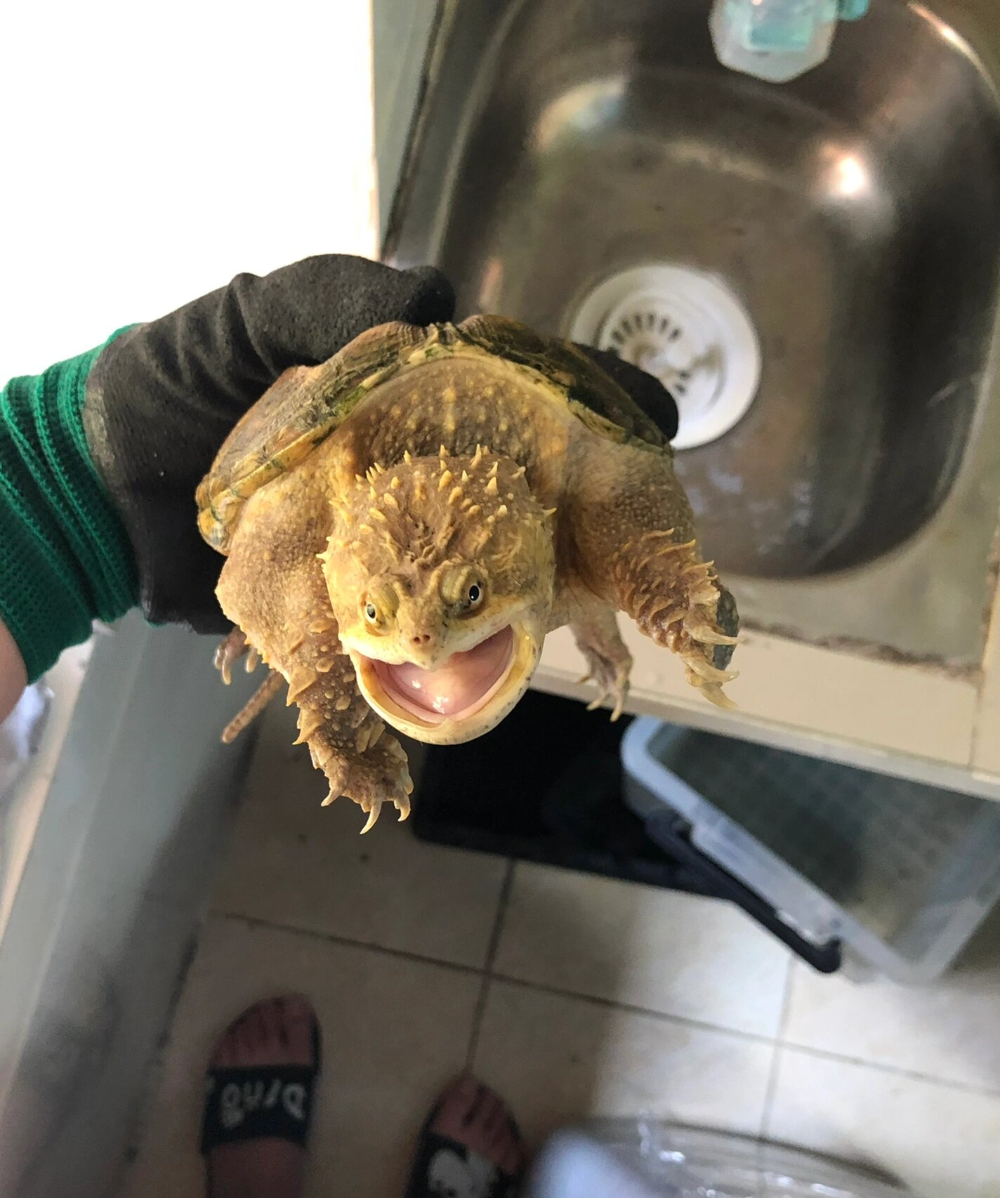 佛鳄龟 纯佛鳄龟 爆刺佛鳄龟 纯佛 野佛