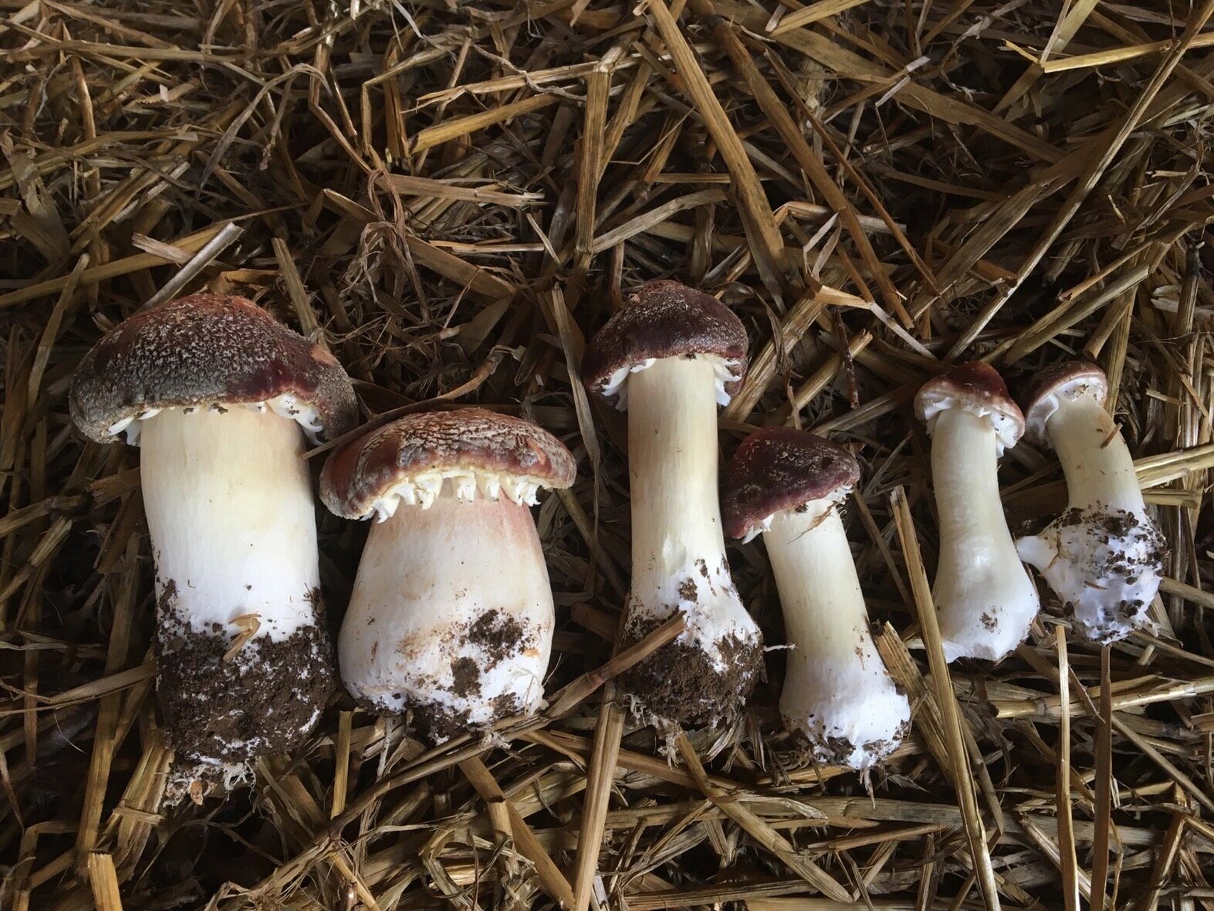 赤松茸,最接近松茸的蘑菇 在人工培育的食用菌里面,赤松茸应该是最