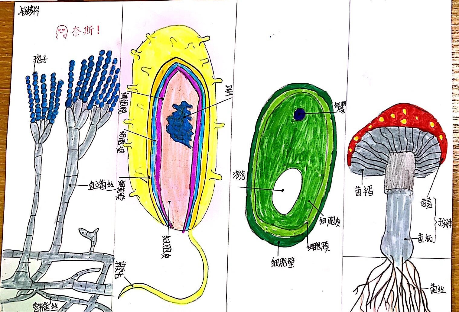 来一波细菌真菌示意图