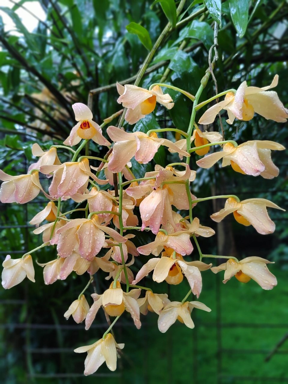 杓唇石斛 5.21华植兰园