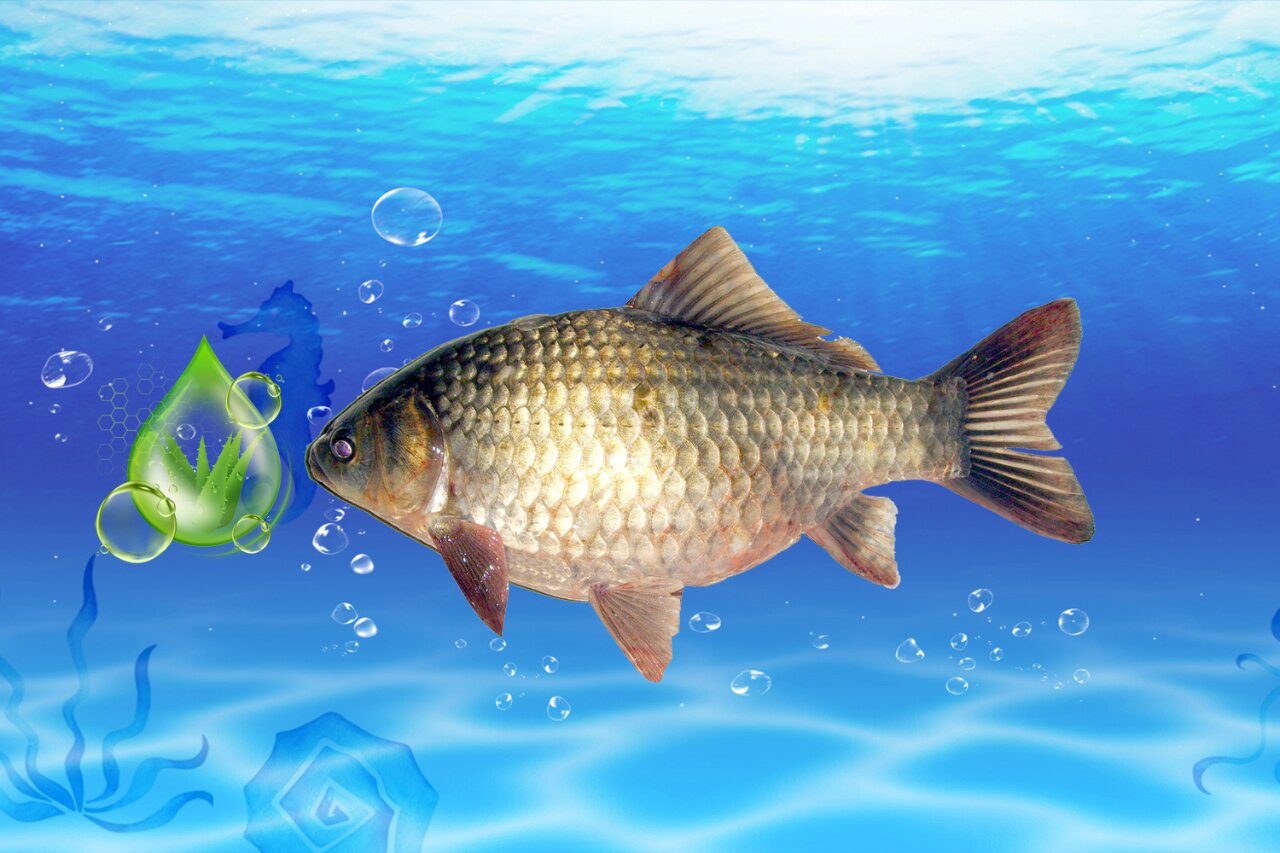 看看几种主流淡水鱼的主食