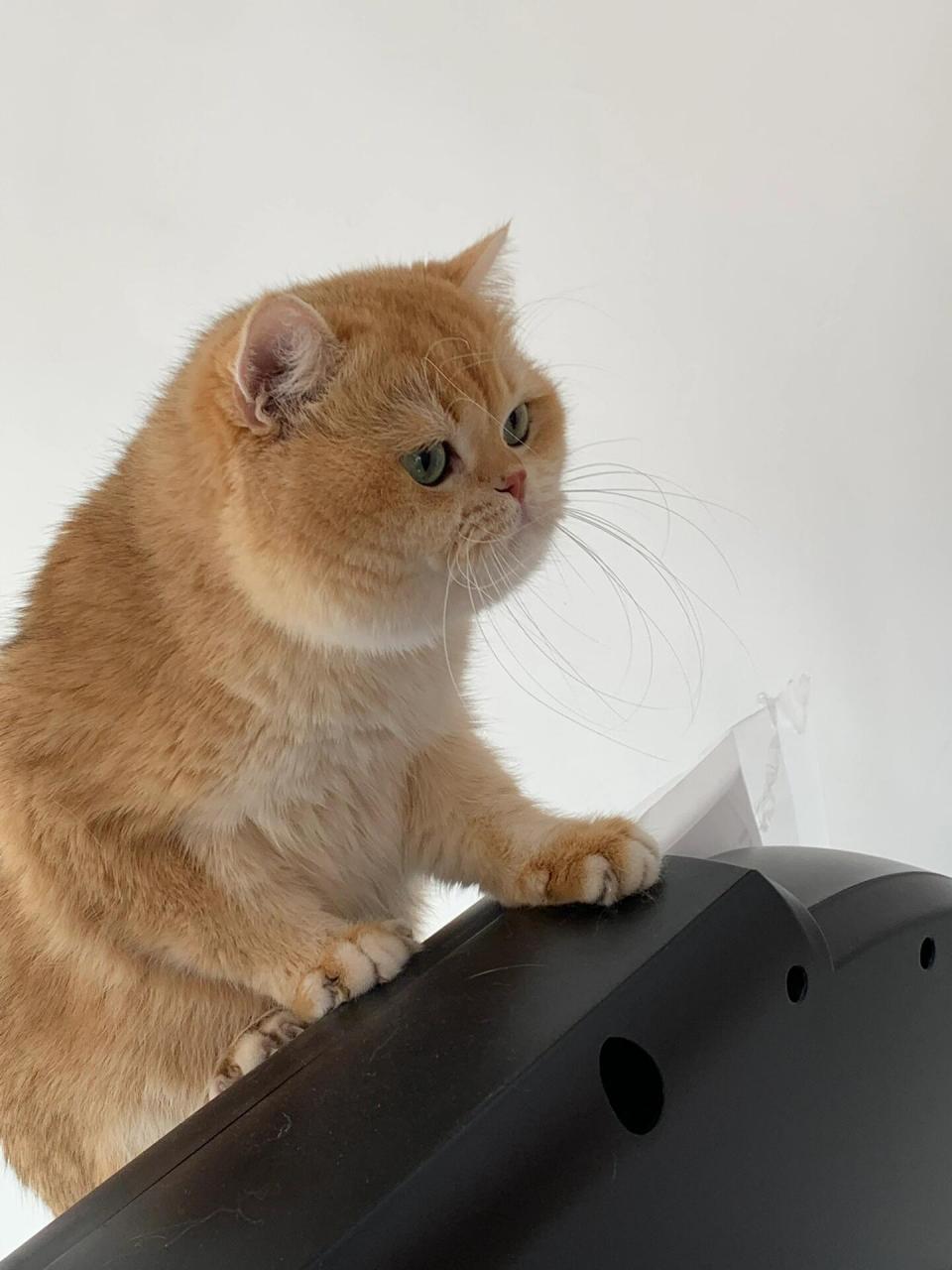 猫咪发腮的关键因素:(只针对公猫) 16615基因 通常我们