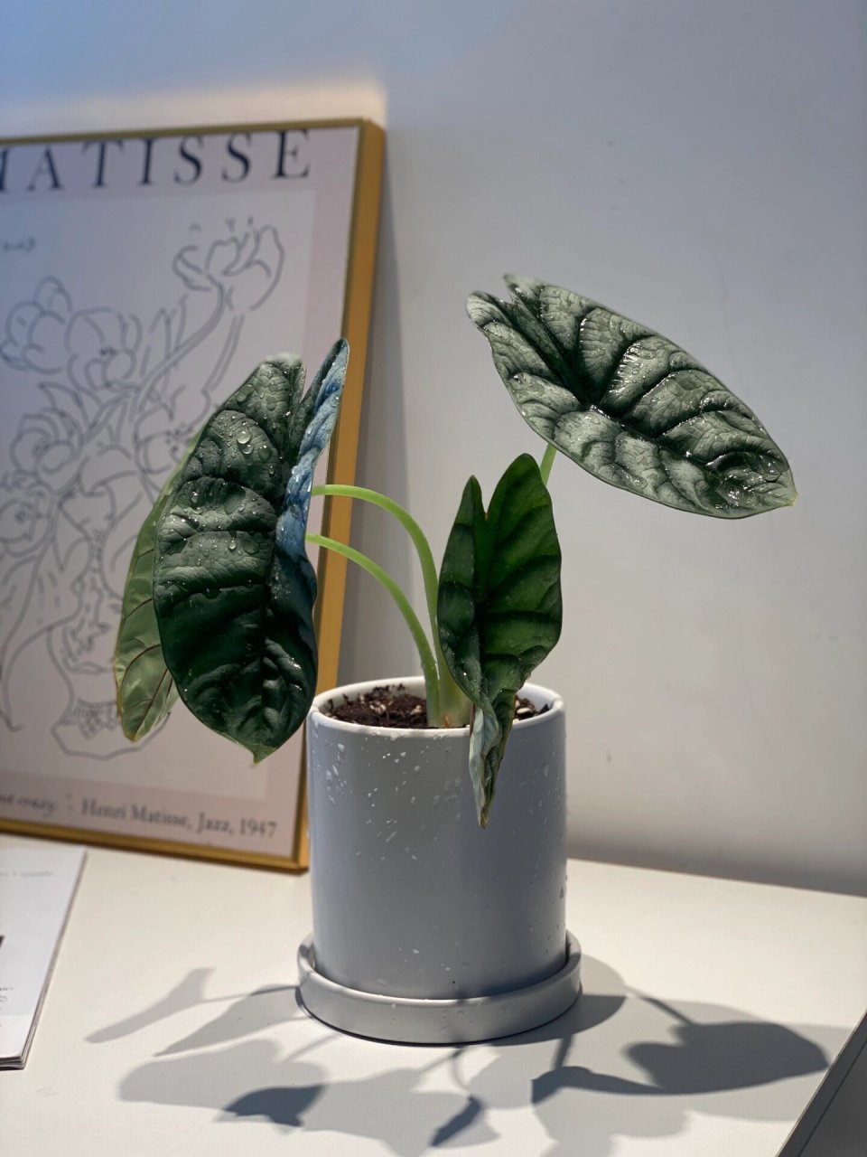 尤其适合新手懒人呀! 白犀牛海芋,银灰绿,皮革质感!