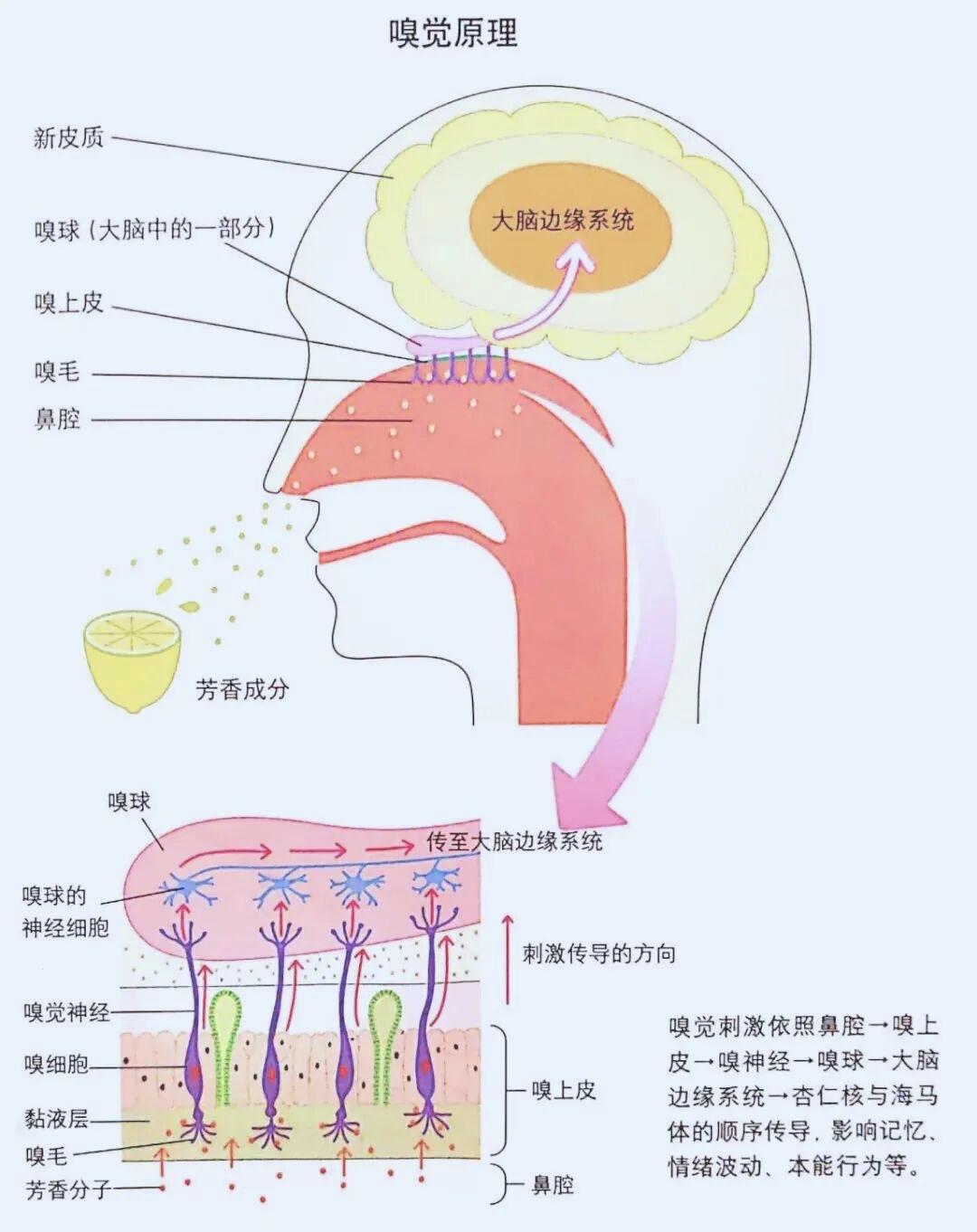 植物精油分子极细小通过吸闻能直达大脑边缘系统直接影响情绪与记忆