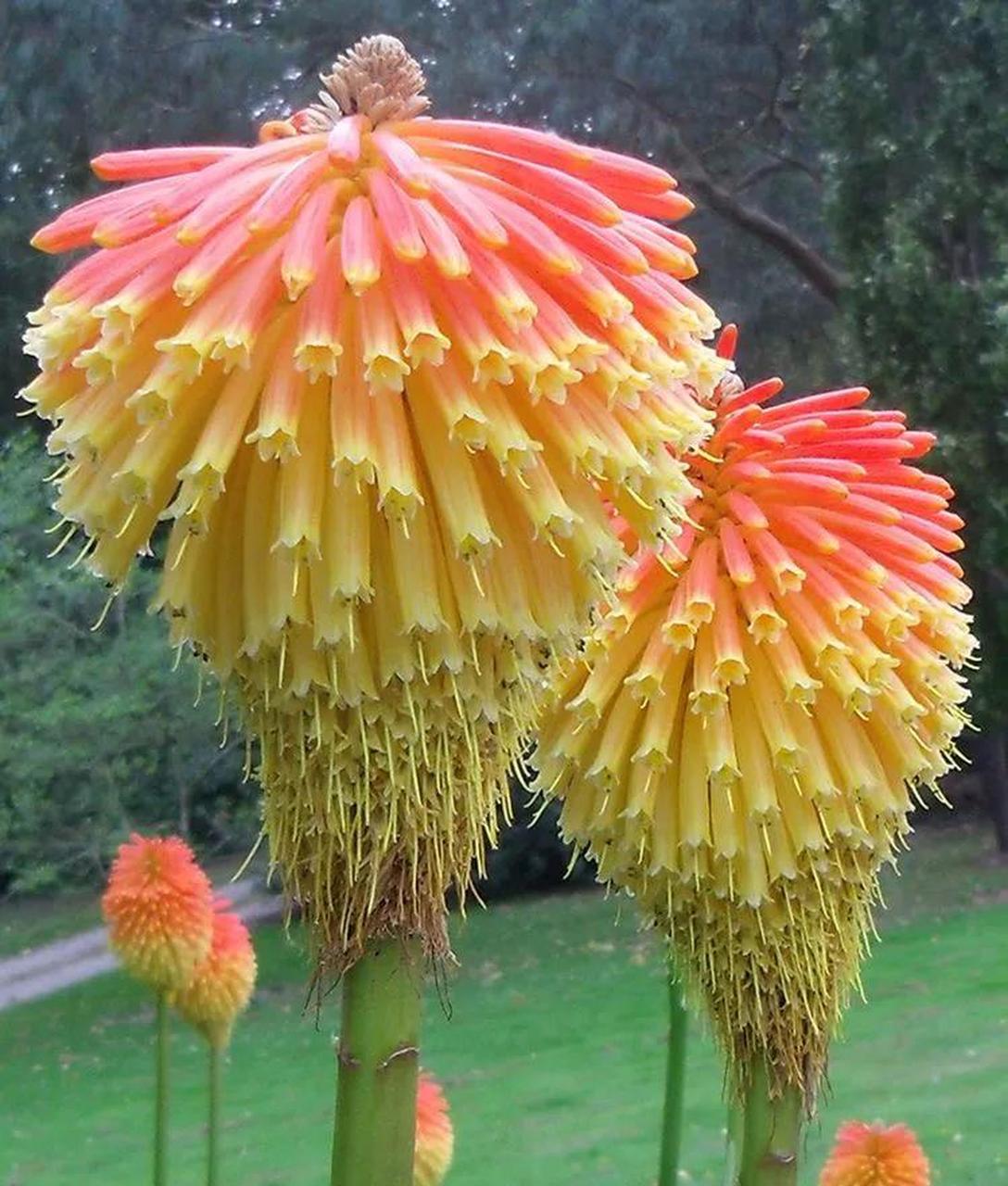 奇葩的花朵