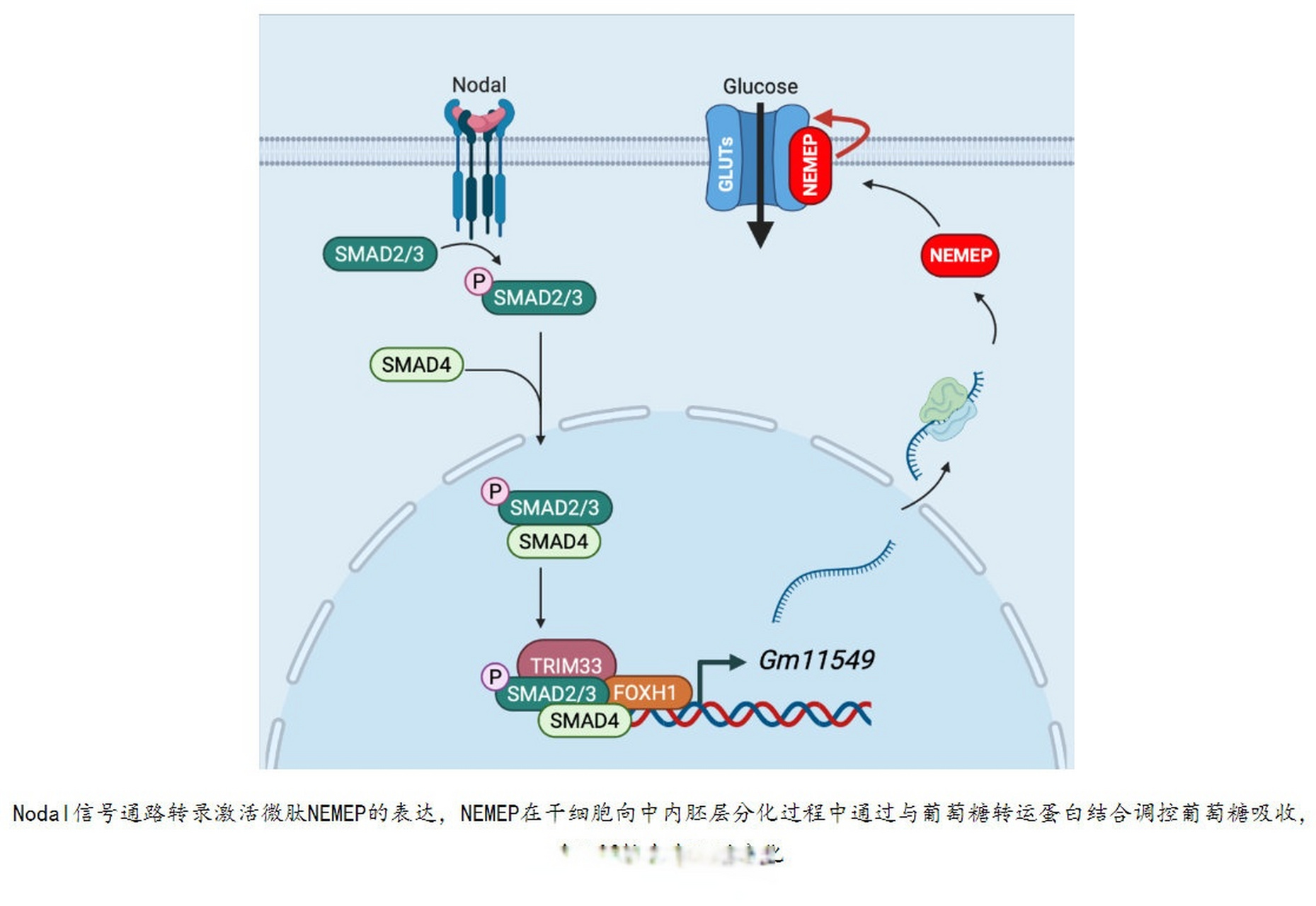 【清华大学生命学院郗乔然课题组揭示tgf-β信号通路调控小鼠胚胎干