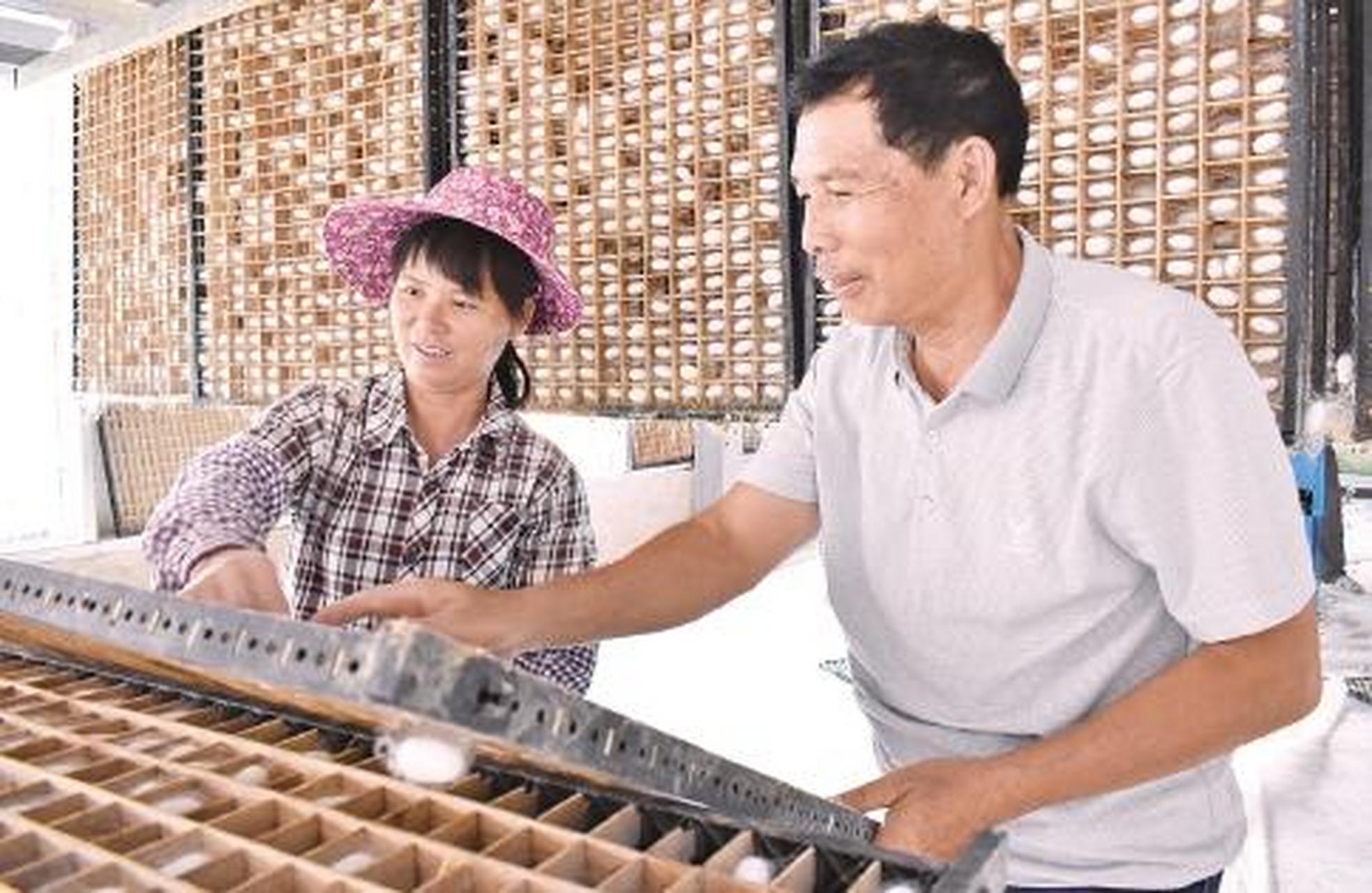 2017年,广西南宁市邕宁区那楼镇中山村残疾人赖运升,在通过种桑养蚕