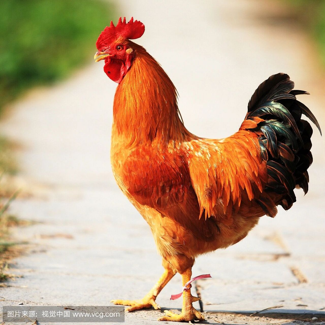 动物素材分享7315战斗鸡 好多人都挺喜欢这个战斗鸡的 ,画完了也