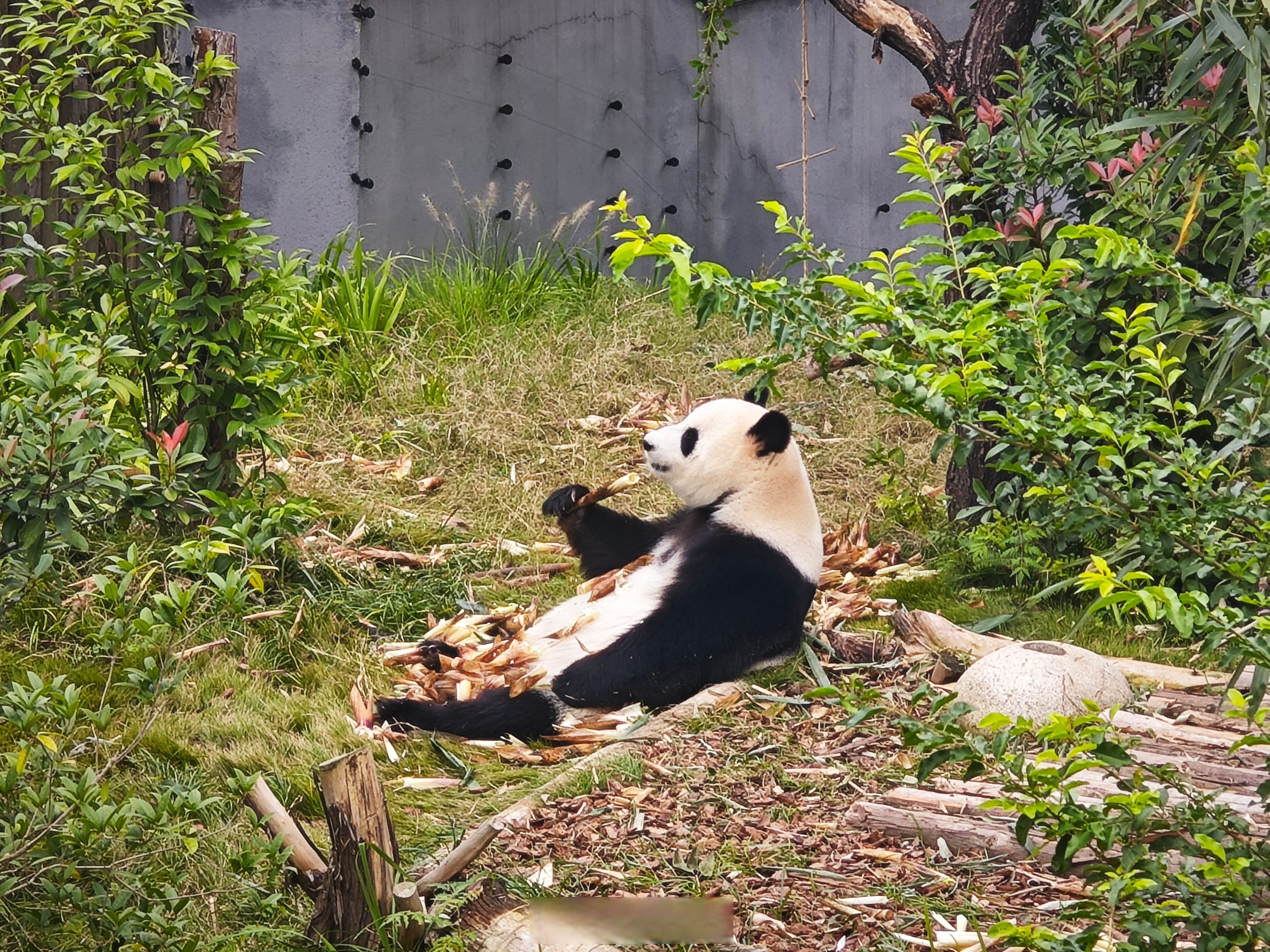 熊猫陪练=熊猫陪练为什么改名为小叶子