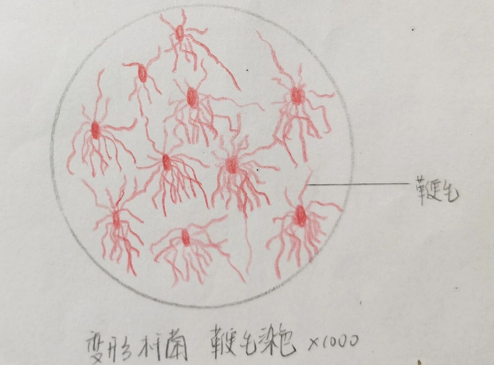 微生物实验红蓝铅笔手绘图 8215表皮葡萄球菌 8215大肠杆菌