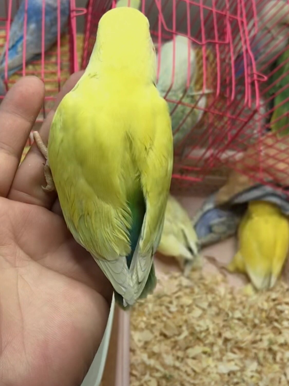 蓝腰黄桃鹦鹉 七七