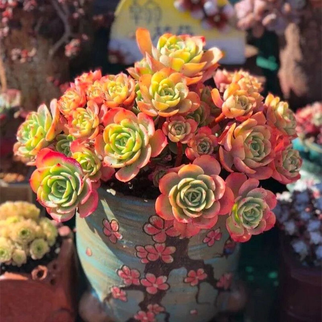 多肉花盆的选择——器型,色彩搭配篇 不建议使用的几种花盆器型: 1,口