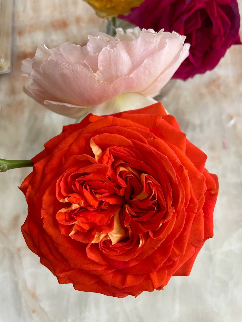 月季95アランシャ橙子92橙意 今年3月买的,好给力 立刻就开了一朵