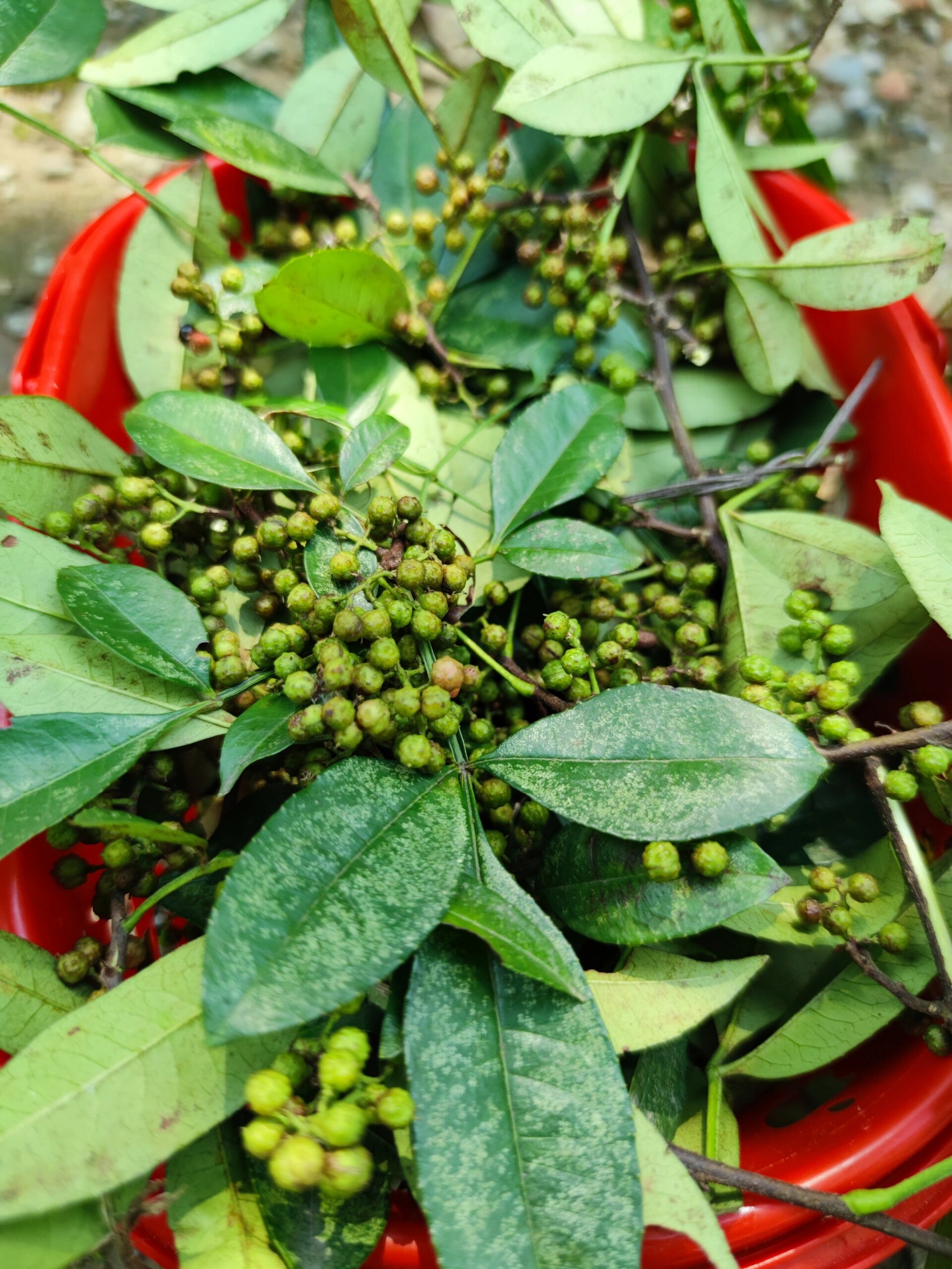 周末青龙湖打野摘了一大包野生花椒 本来想去找菌子,没找到,最后走的