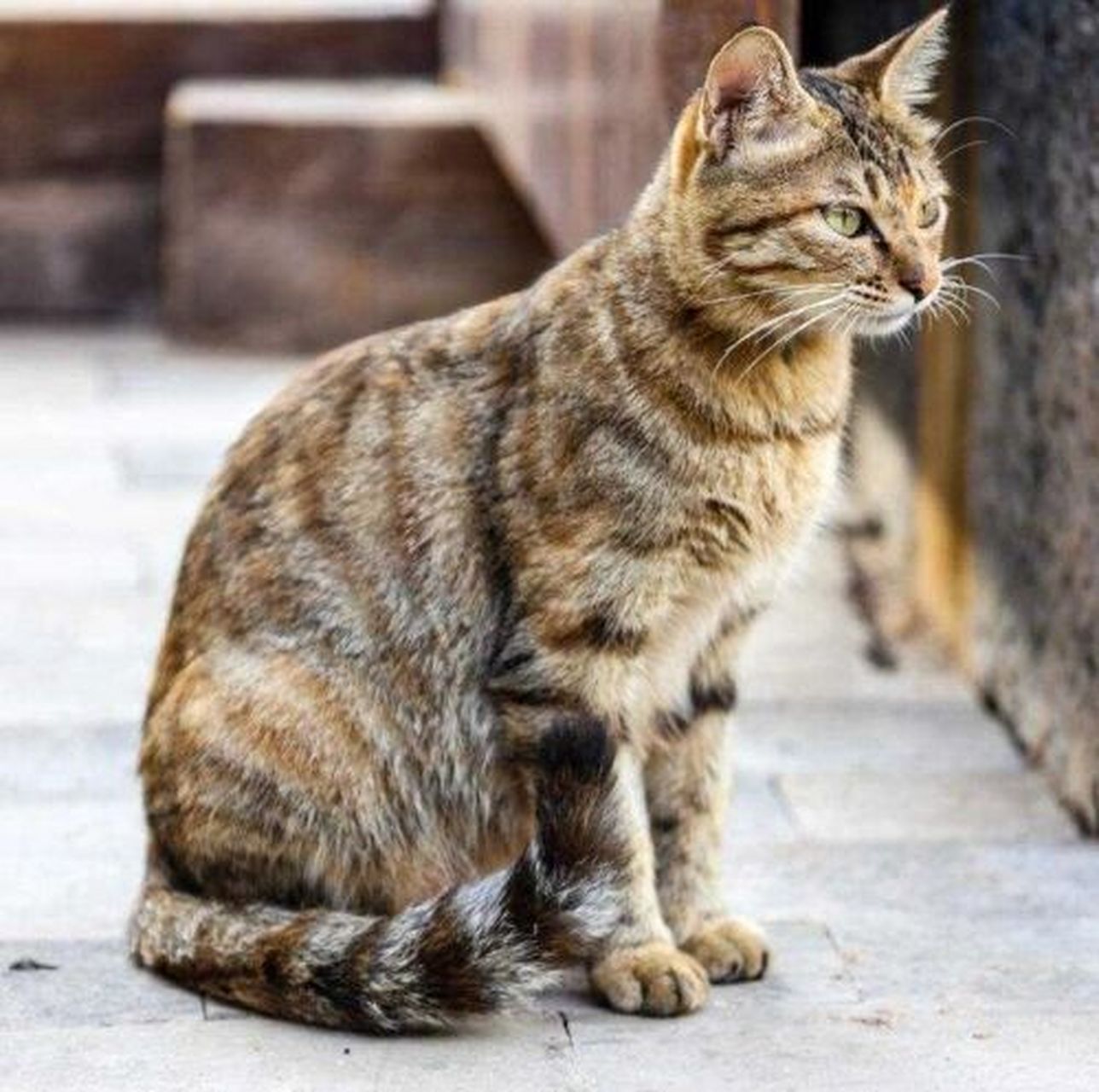 我的童年与我的狸花猫 我的狸花猫名字叫猫咪,因为它刚回来的时候没有