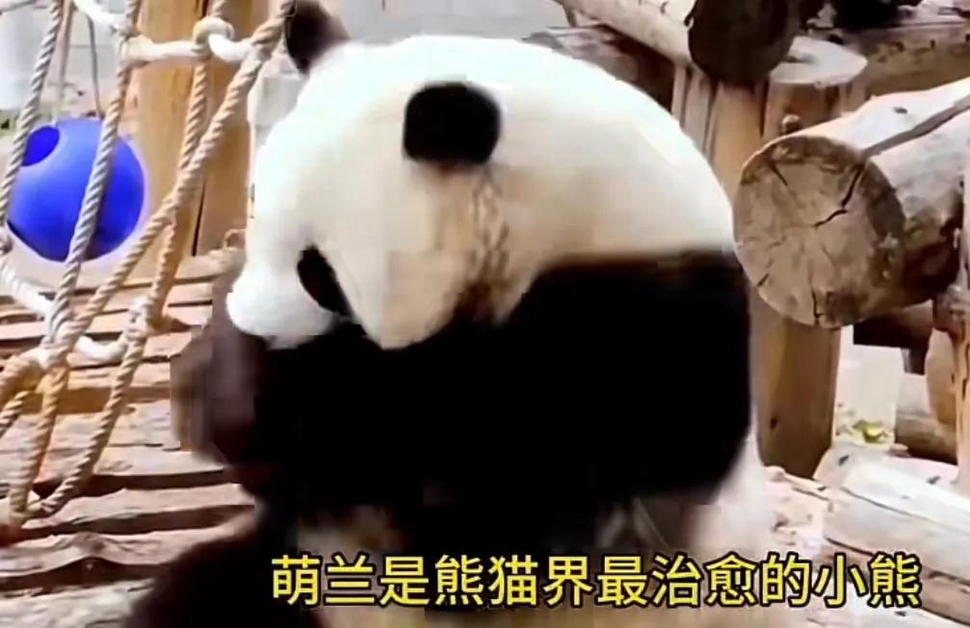 发箍奶爸只想自己待着,走到另一边了,萌兰不放弃,一头钻到奶爸怀里