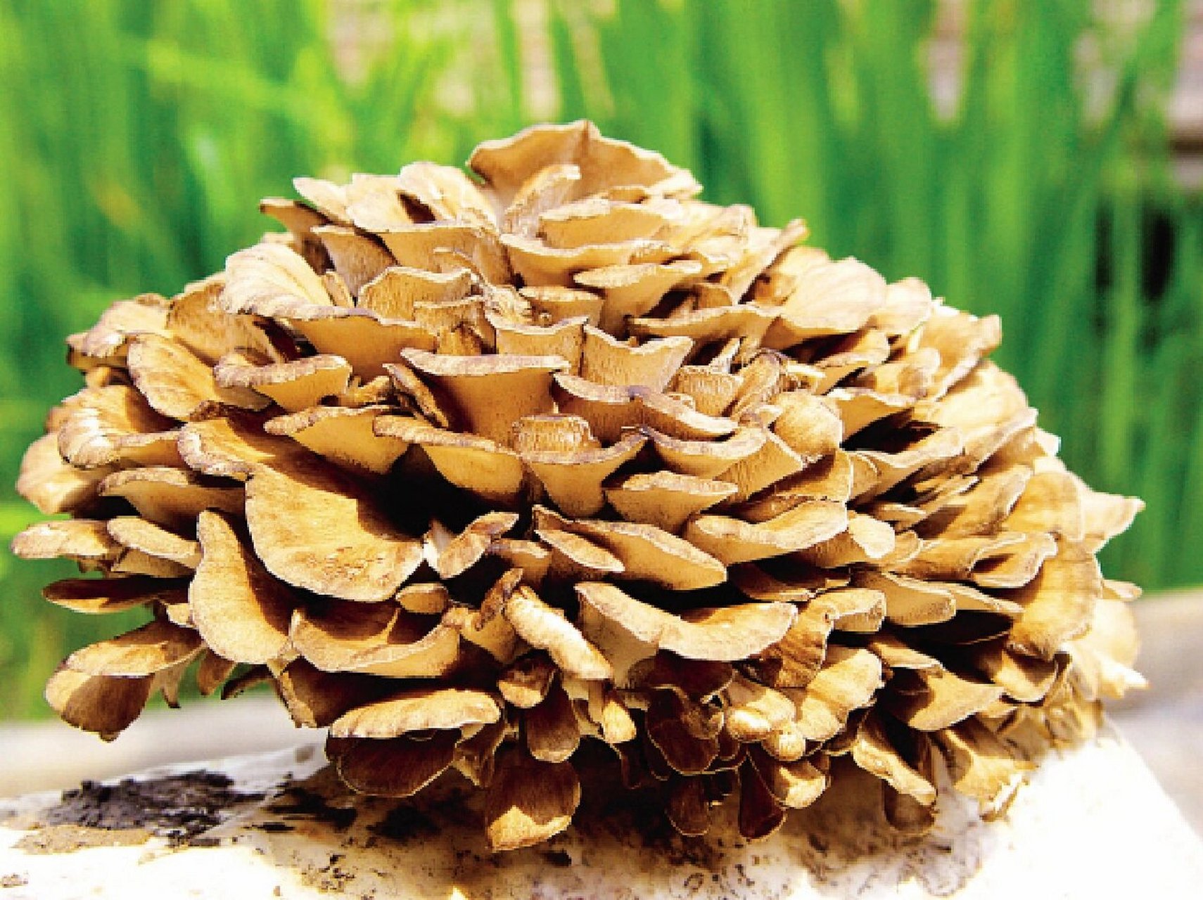 号称菇中之王的灰树花还有这么多功效 灰树花,俗称舞菇,是食,药兼用蕈