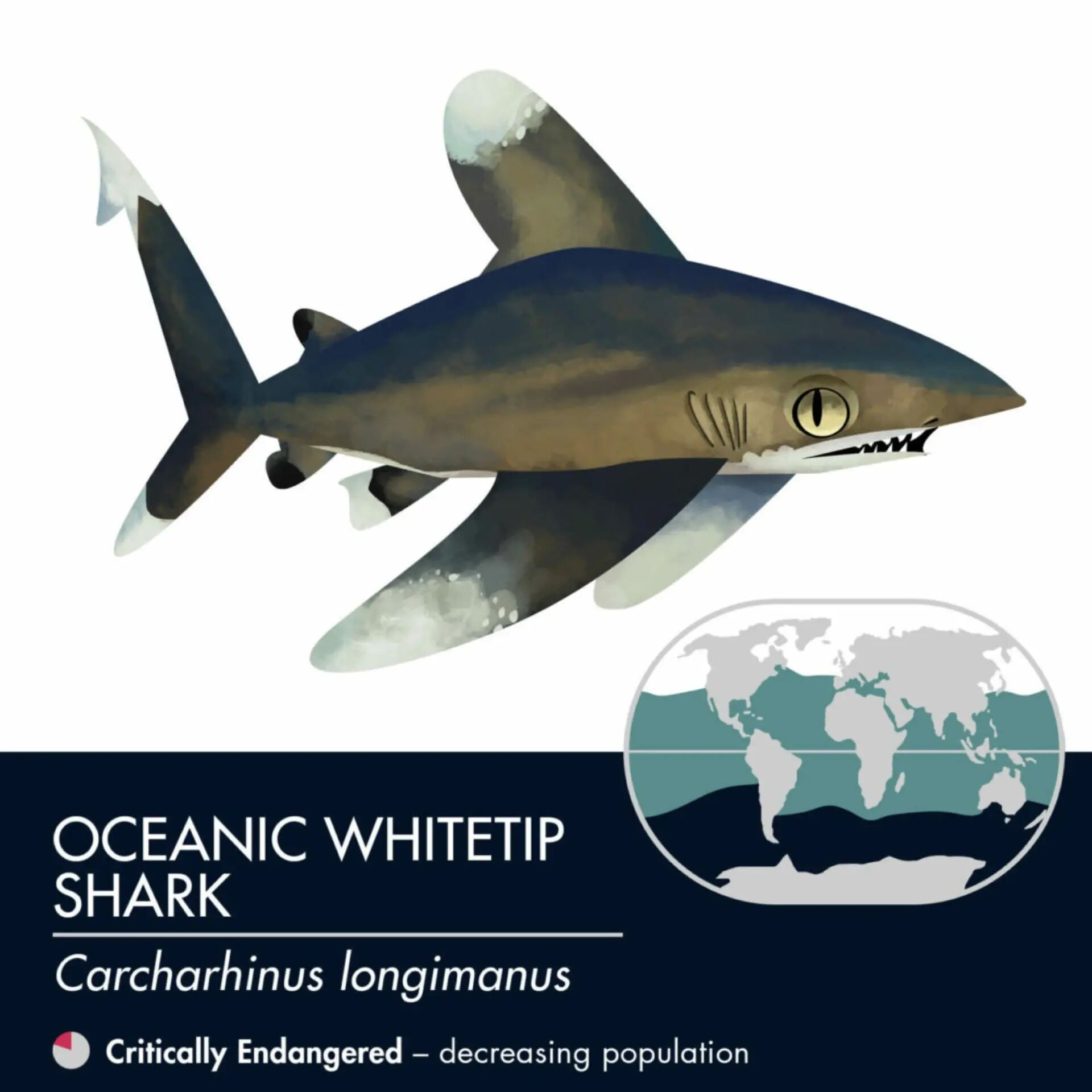 oceanic whitetip shark 长鳍真鲨 也叫远洋白鳍真鲨,是 carcharhinus