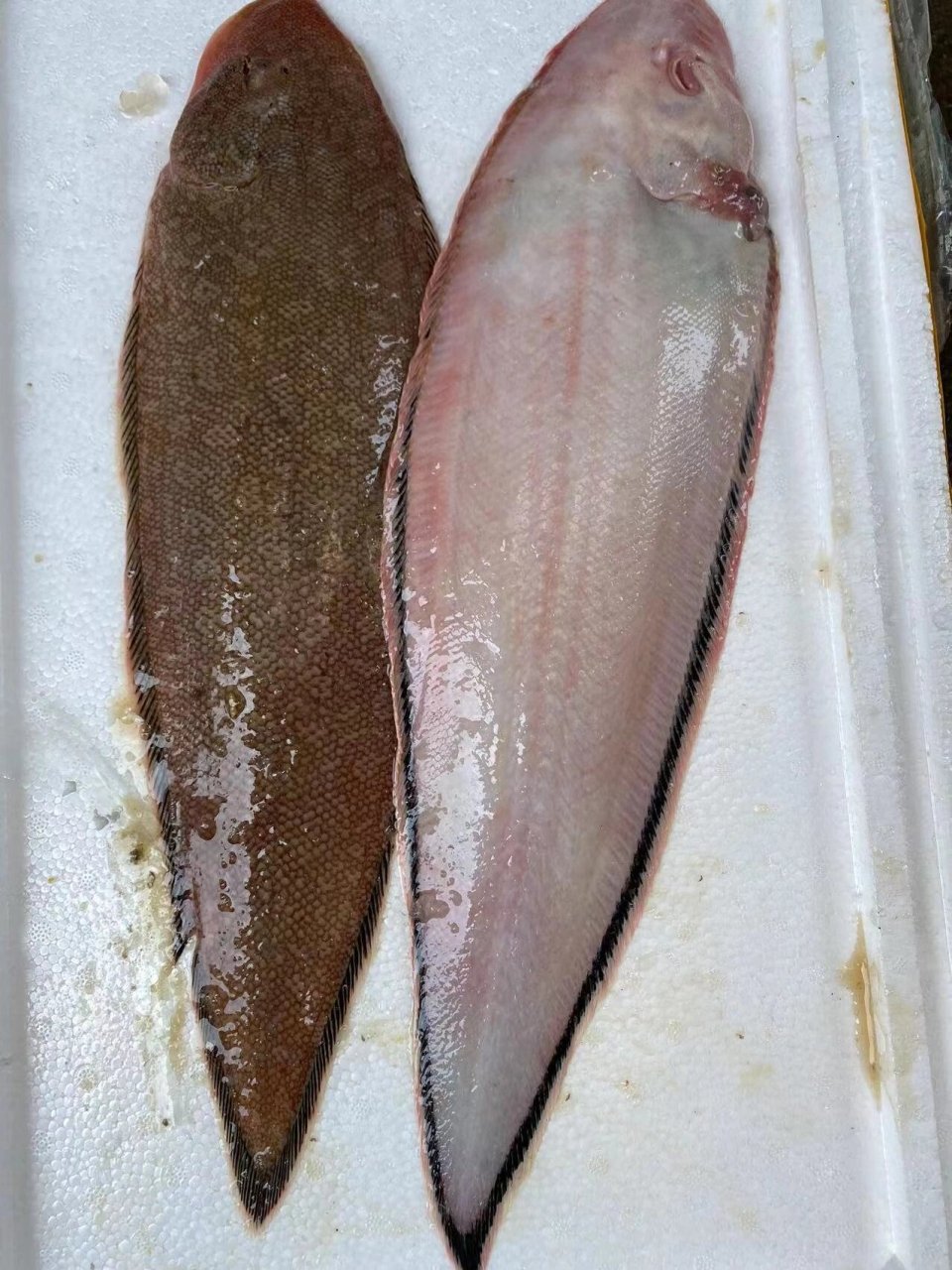 龙利鱼 | 容易被人忽悠买错的鱼 9999龙利鱼是海鱼,是鲽形目-舌鳎