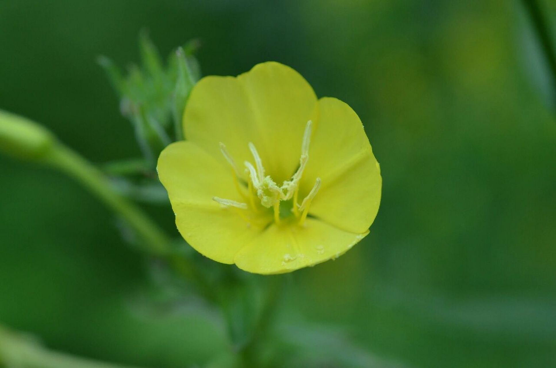 月见草,柳叶菜科月见草属二年生草本植物 又叫夜来香,果实特别像芝麻
