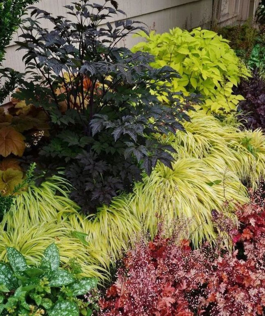 万能百搭颜色植物可以让您的庭院增加颜值 矾根株姿优雅,花色鲜艳,是