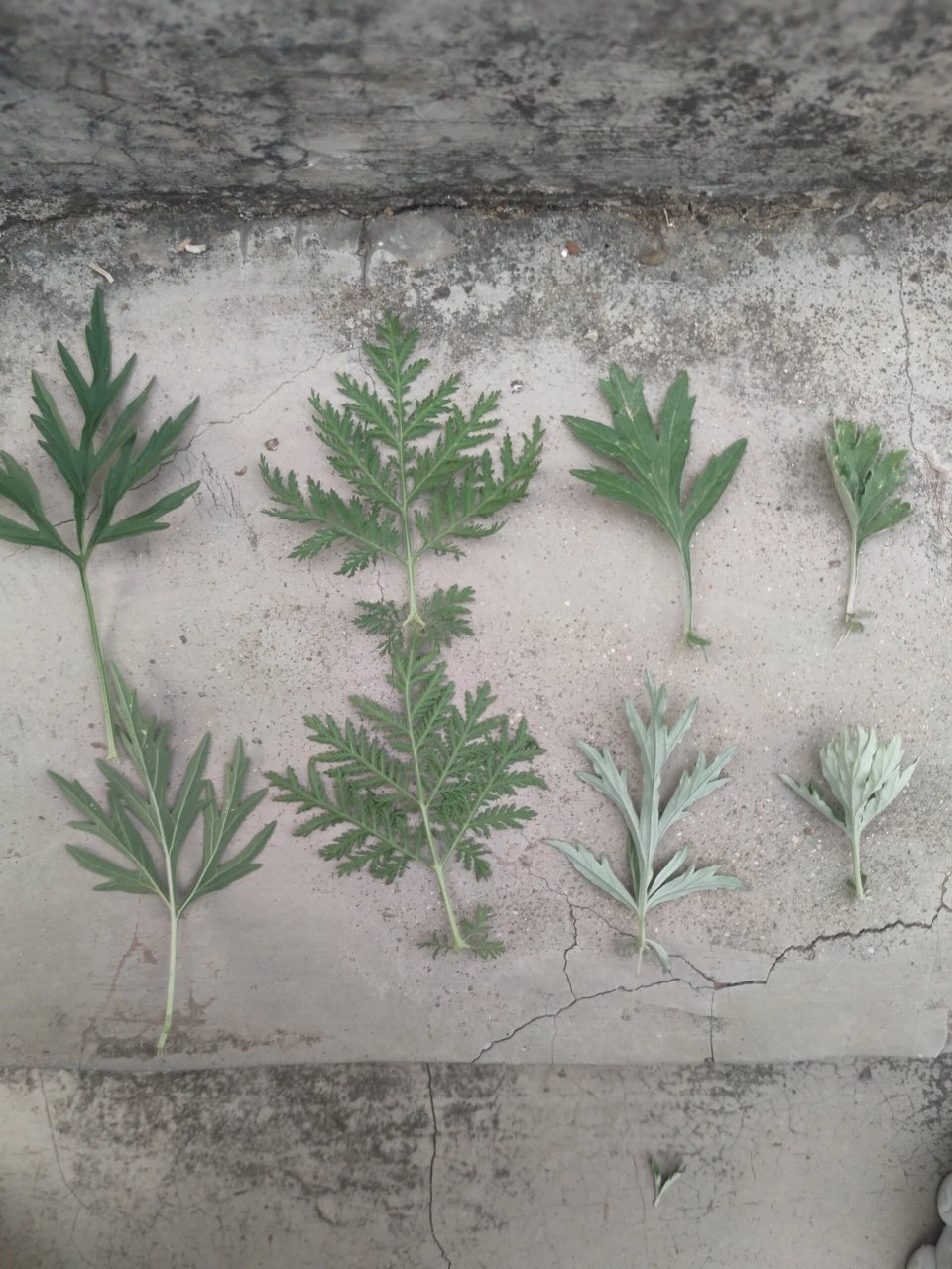 艾叶和青蒿有清香味,茎杆圆形,益母草茎杆方形,没有清香味.