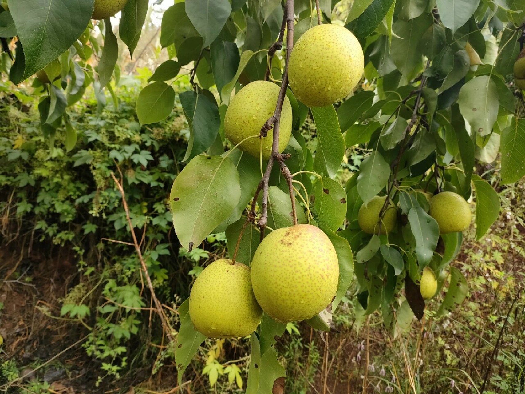 自家的黄梨已成熟,纯正的高平大黄梨